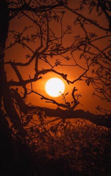 Sunset scene with branches silhouetted against a vibrant orange sky in León, Guanajuato, Mexico.