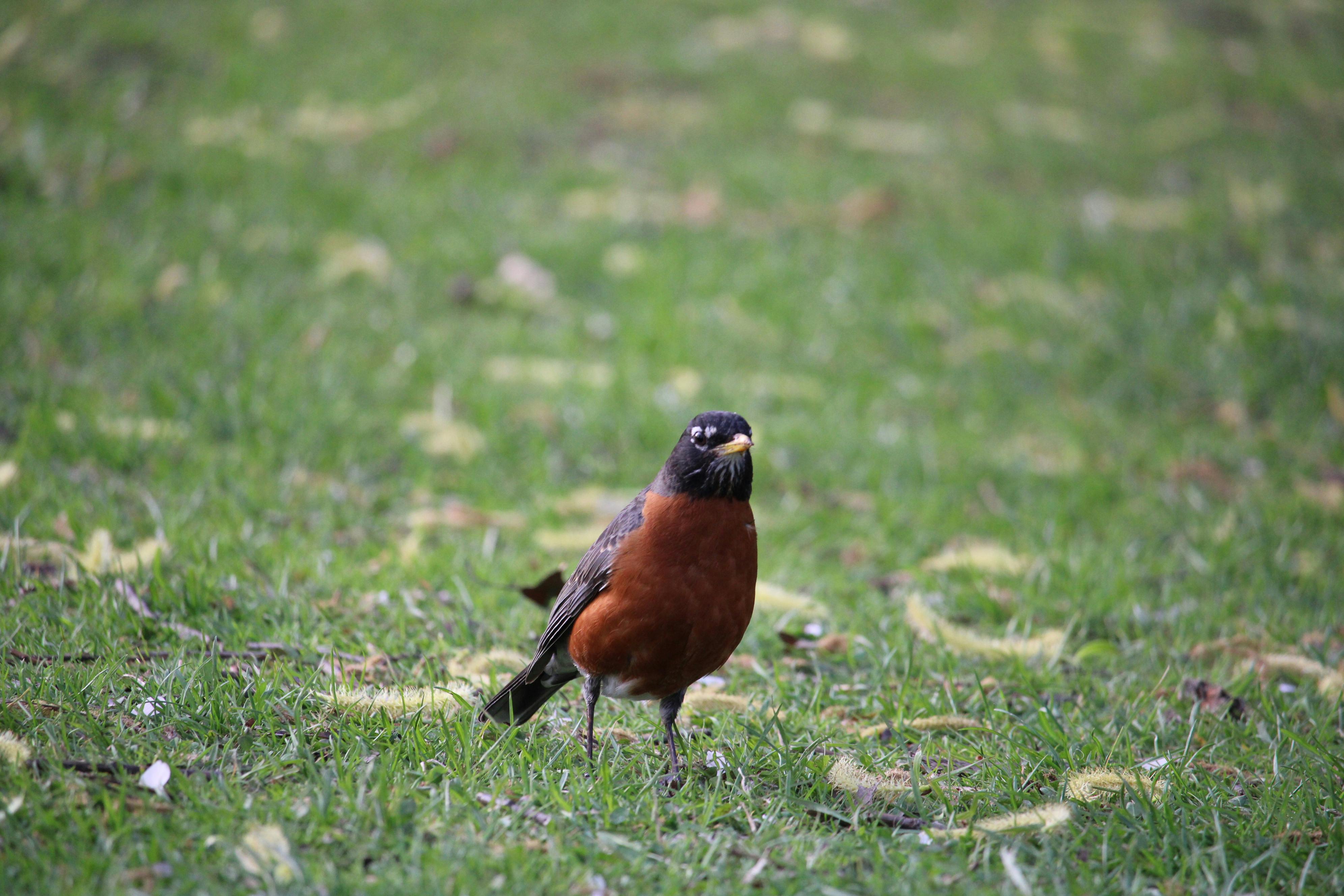 A vibrant American Robin stands on a lush green lawn, captured in natural daylight.