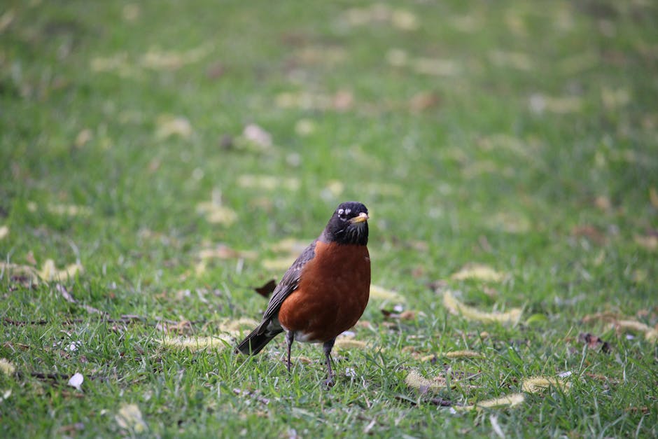 A vibrant American Robin stands on a lush green lawn, captured in natural daylight.