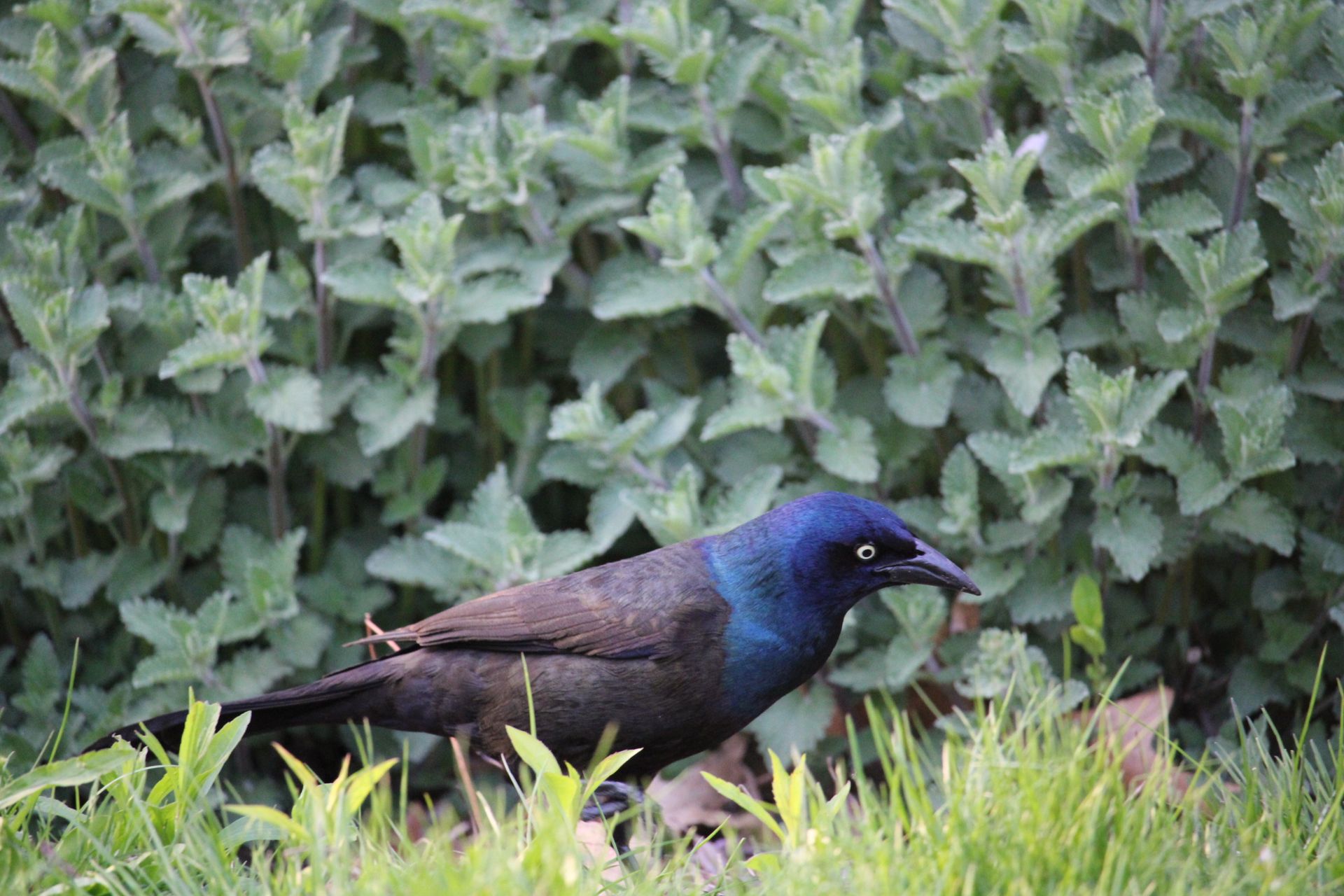 A Common Grackle bird foraging in lush green garden with dense foliage.