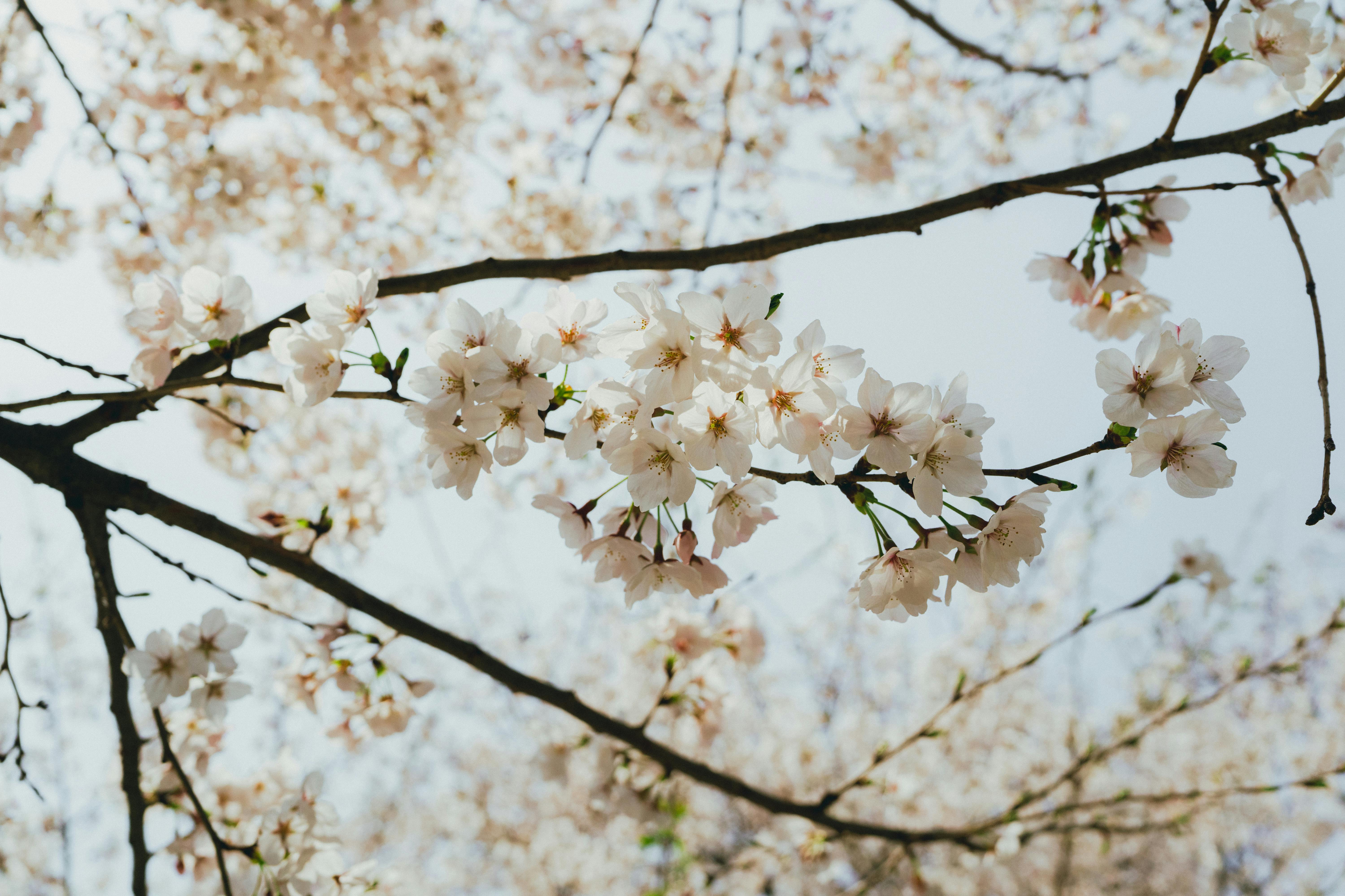 Beautiful cherry blossoms in full bloom on a sunny day in Seoul, offering a view of spring's elegance.