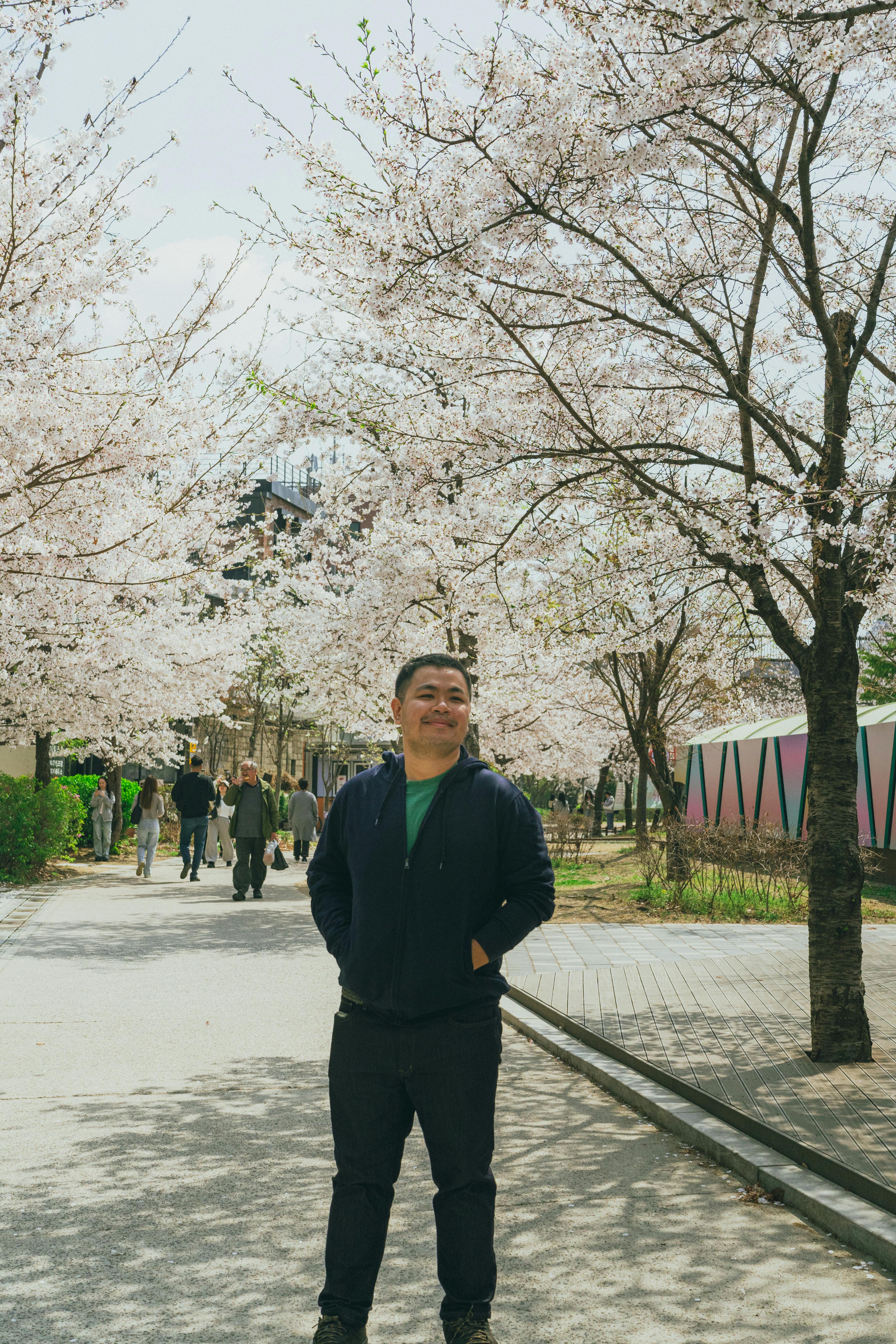 Cherry Blossom Stroll in Seoul's Springtime Symphony