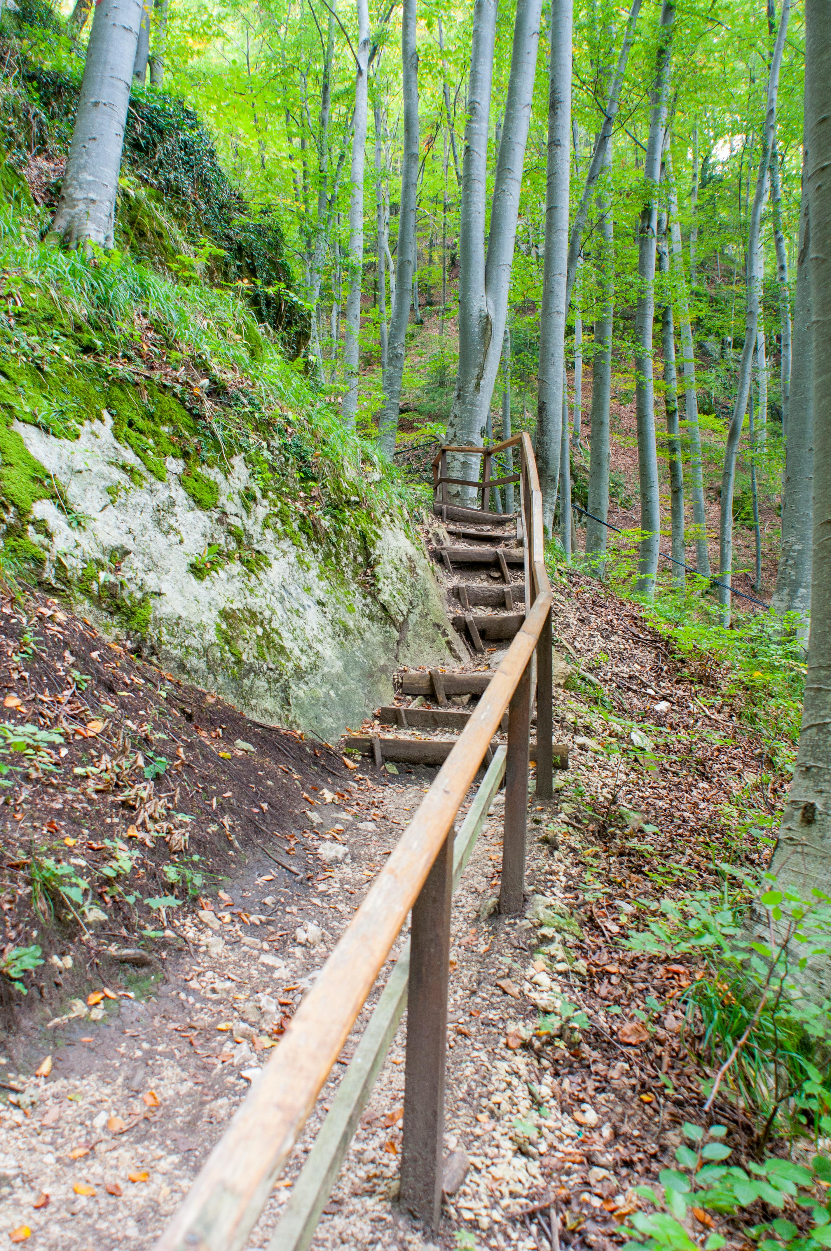 Free stock photo of woods stairs