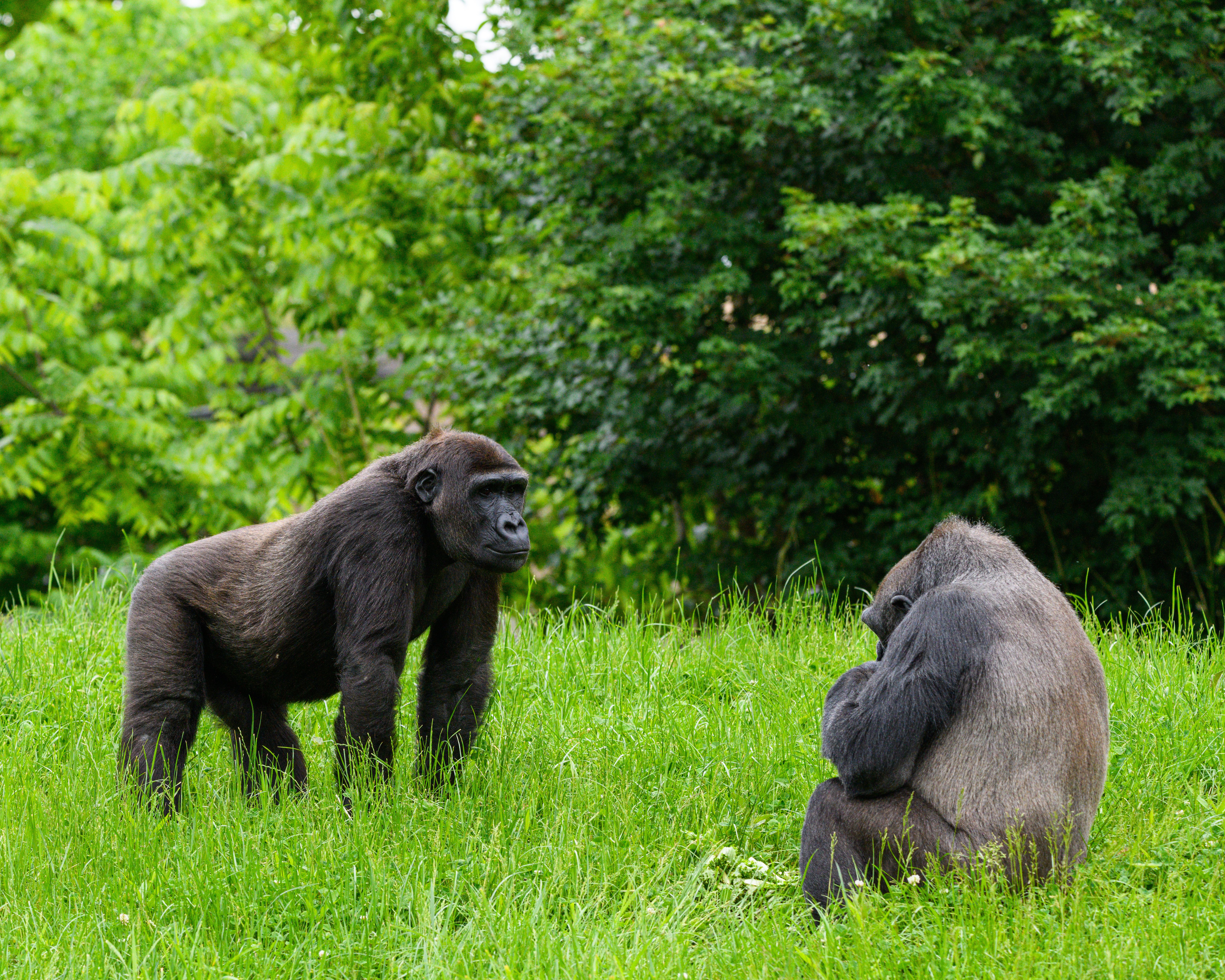 male gorillas fathers