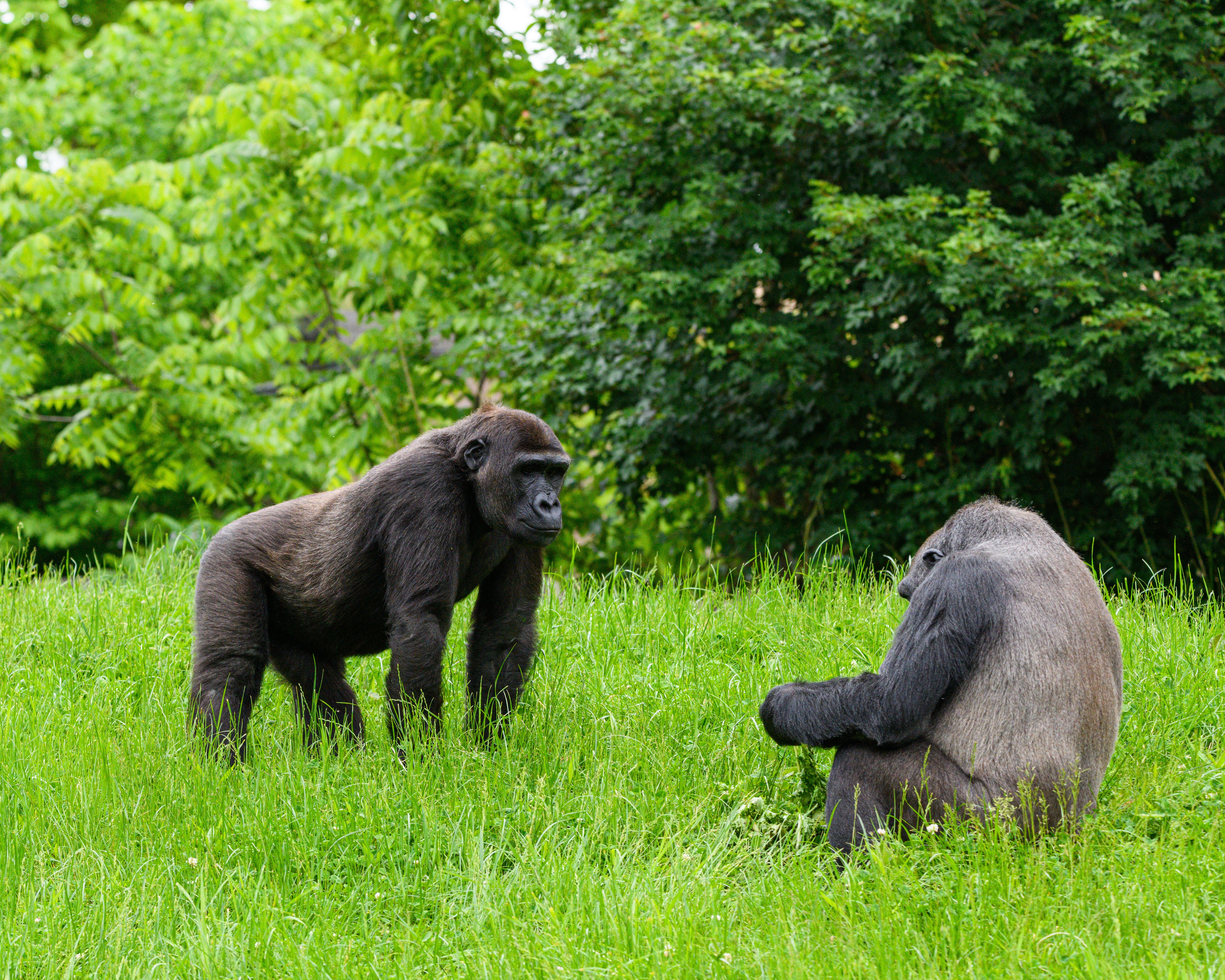 Uncover the Magic of Uganda
