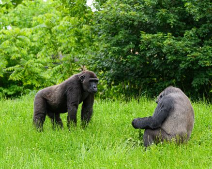 Volcanoes gorilla trekking — Rwanda