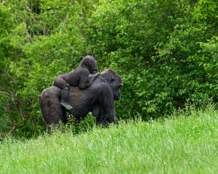 Nyungwe forest chimp tracking — Rwanda
