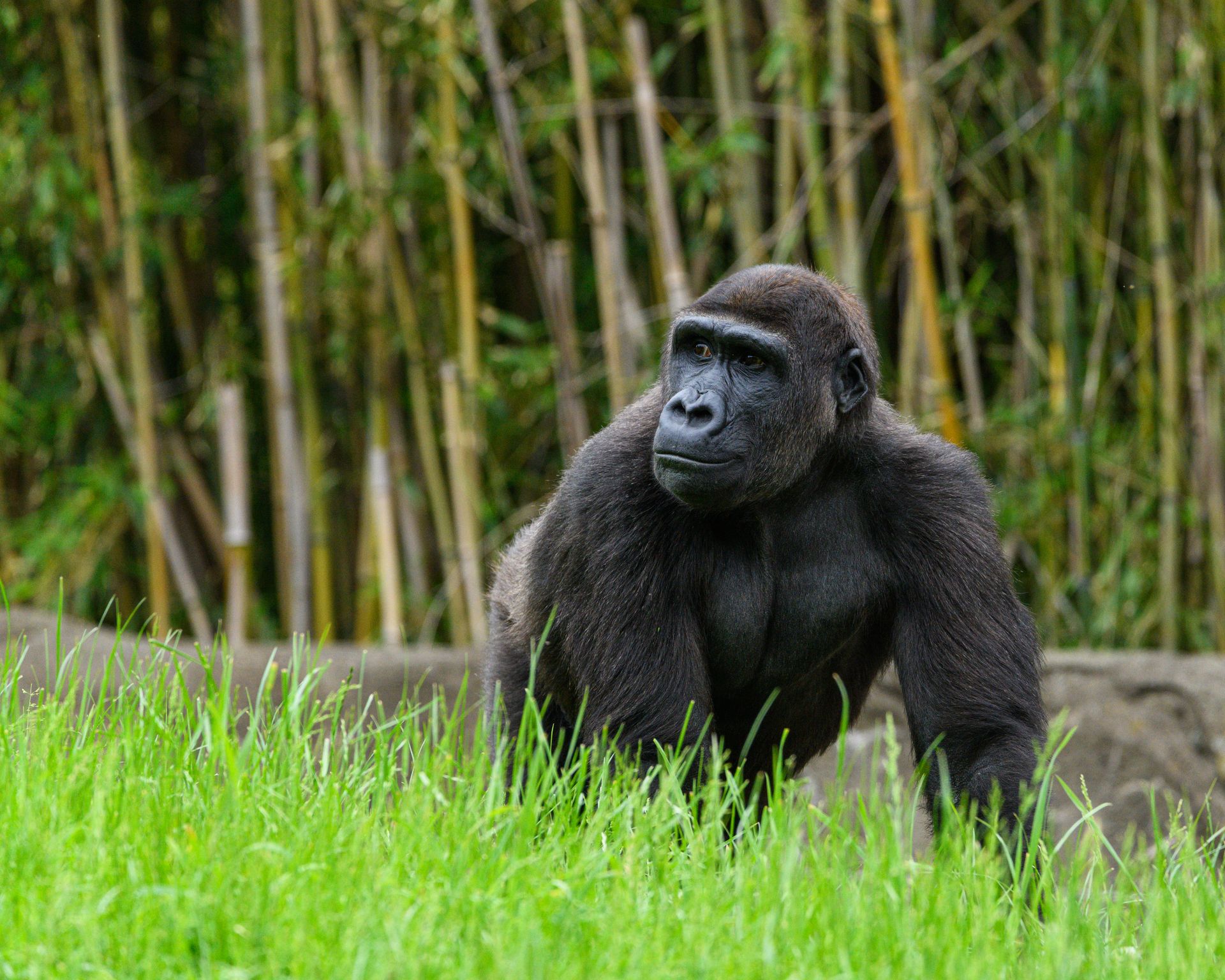 A magnificent gorilla stands amidst lush green grass with bamboo trees in the background, conveying a serene wildlife environment.