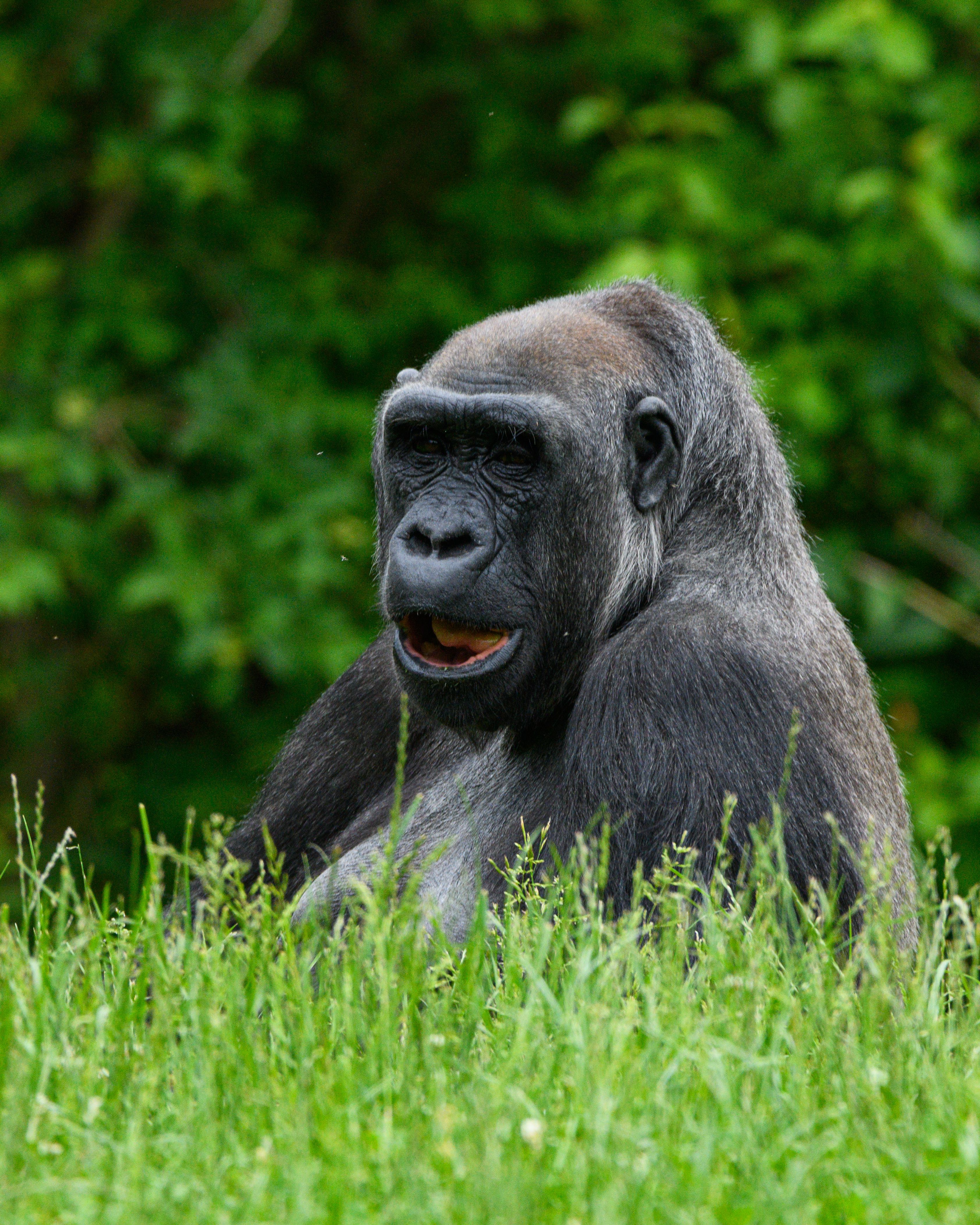 Les destinations de voyage écoresponsables pour les amoureux des animaux en 2026 