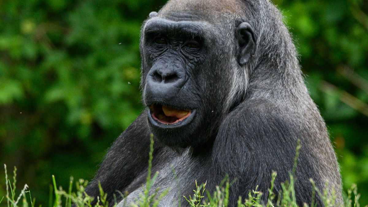 Les destinations de voyage écoresponsables pour les amoureux des animaux en 2026
