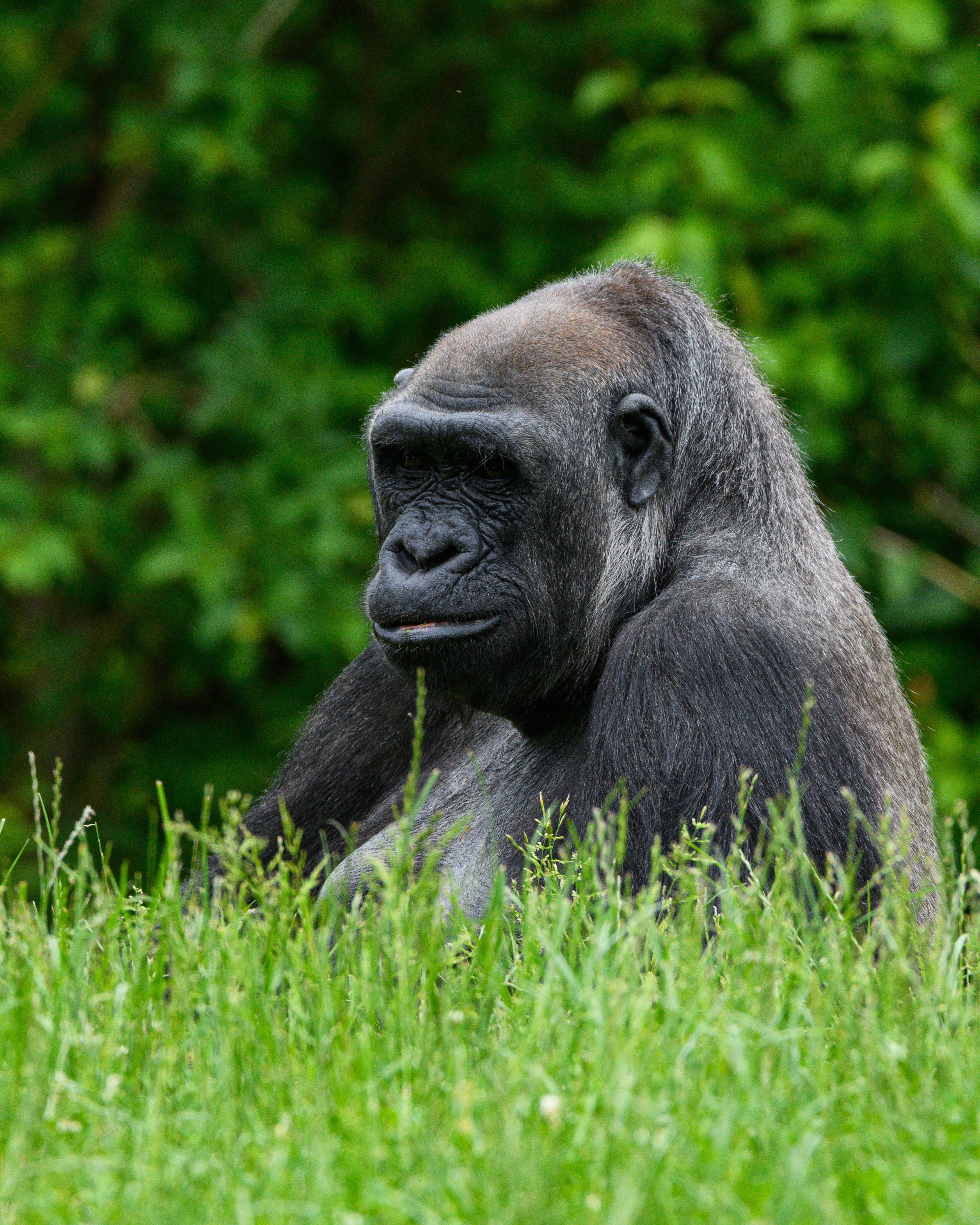 Meet your favorite animal