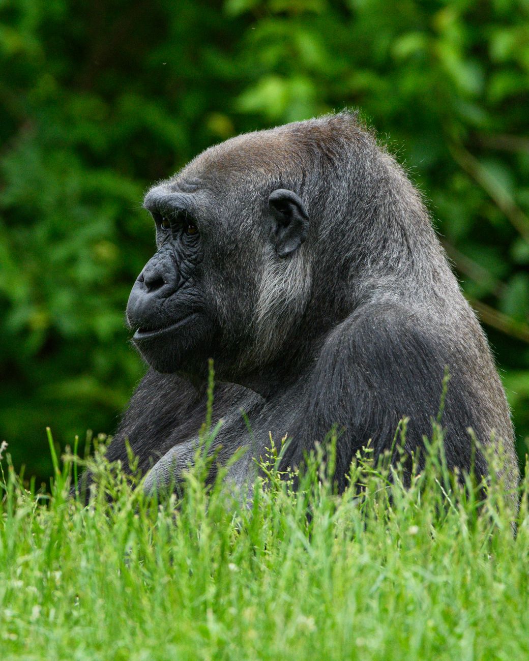 Gorilla
