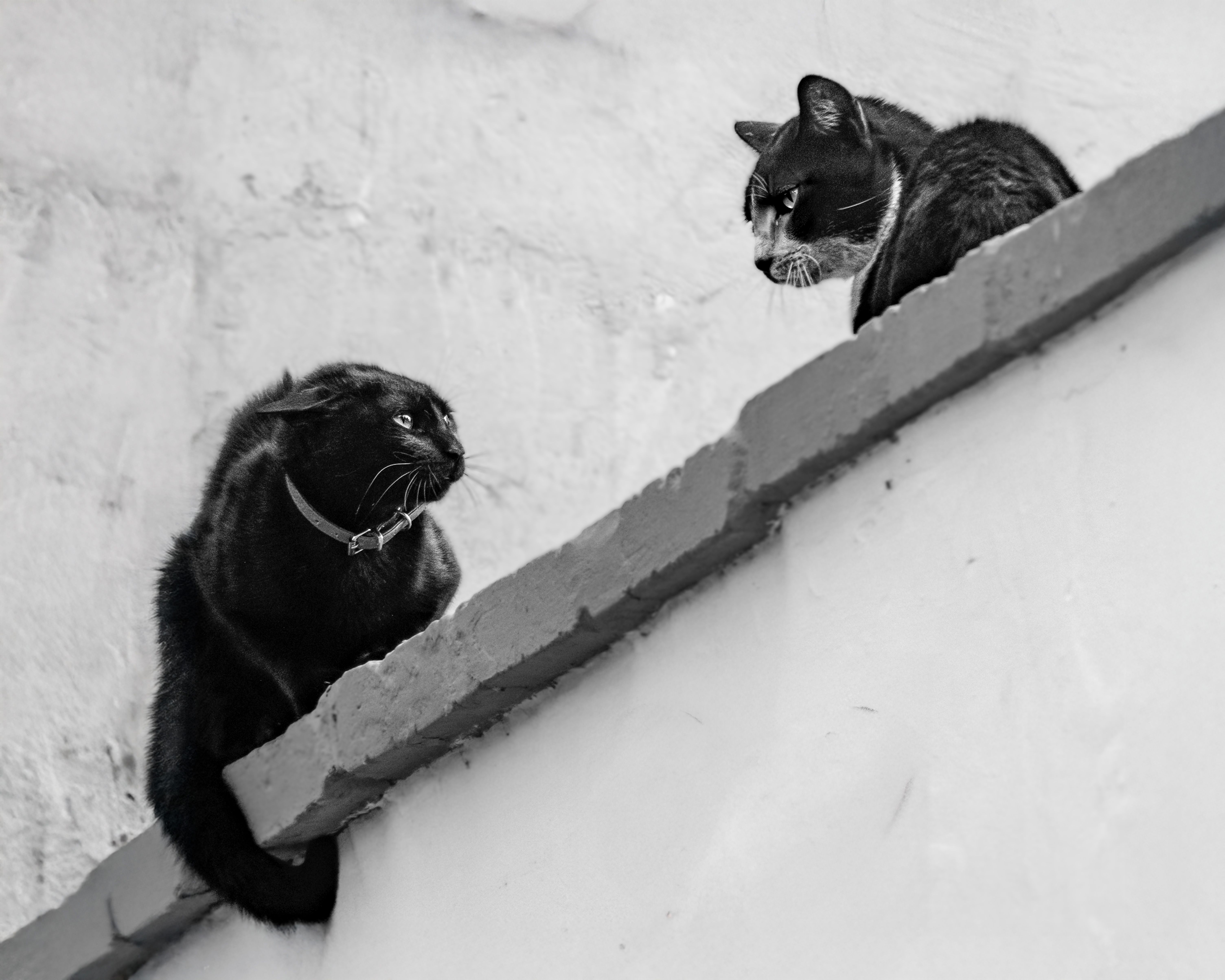 Concerning Cats