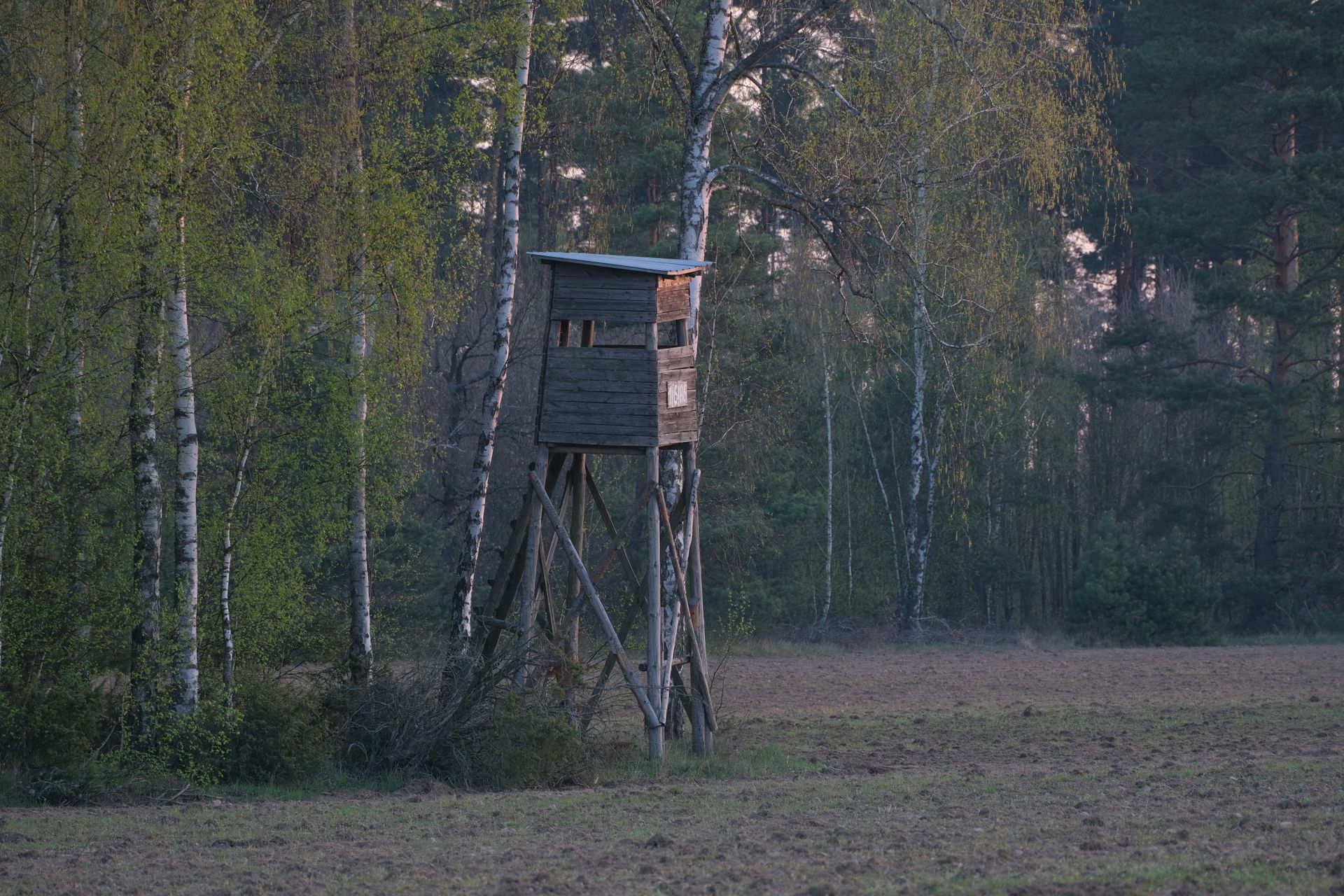 A tranquil scene of a wooden hunting stand surrounded by lush green birch trees in a quiet forest setting.