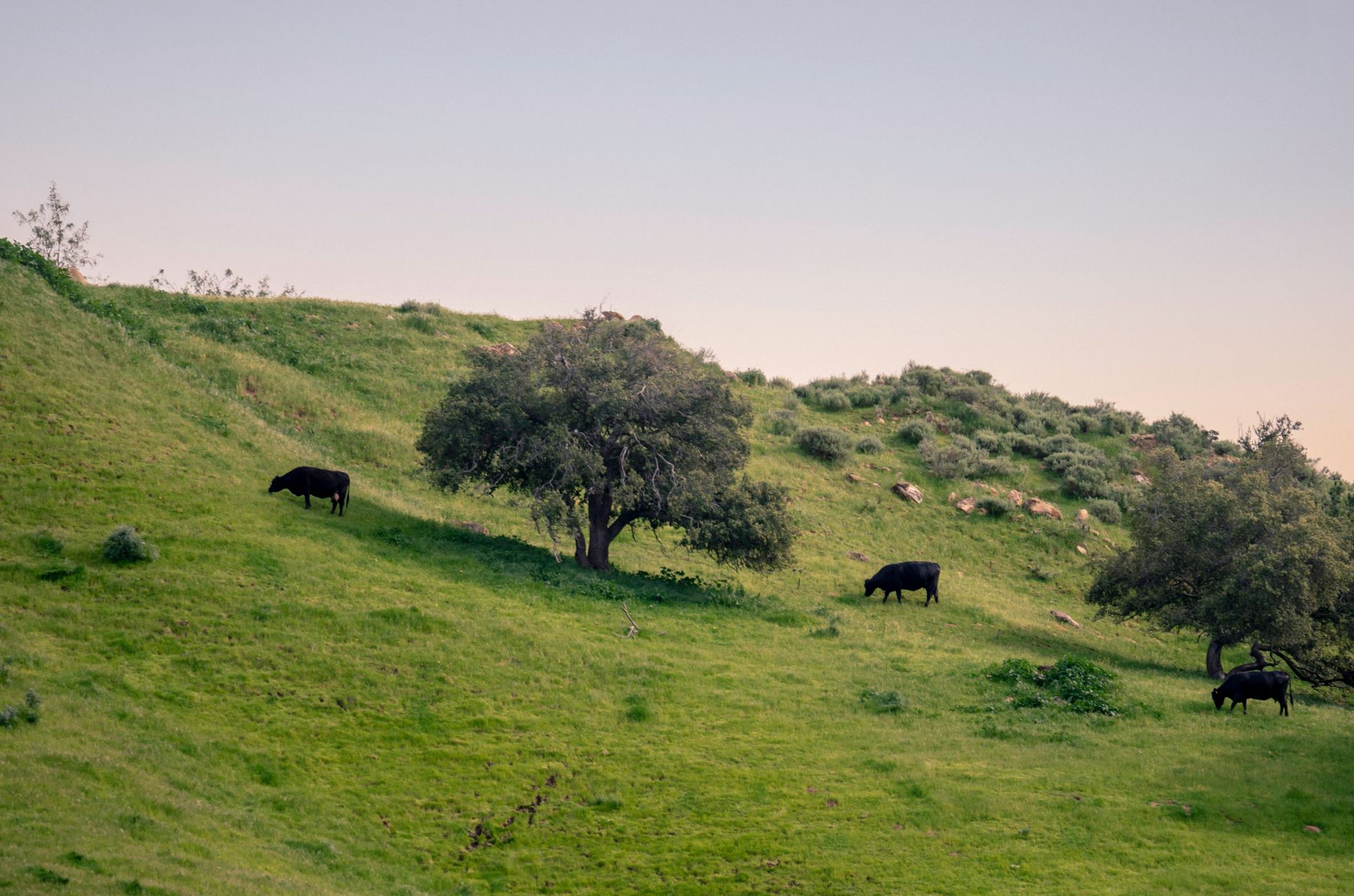 Black cattle grazing on a vibrant green hill under a clear sky in Chino Hills, California.
