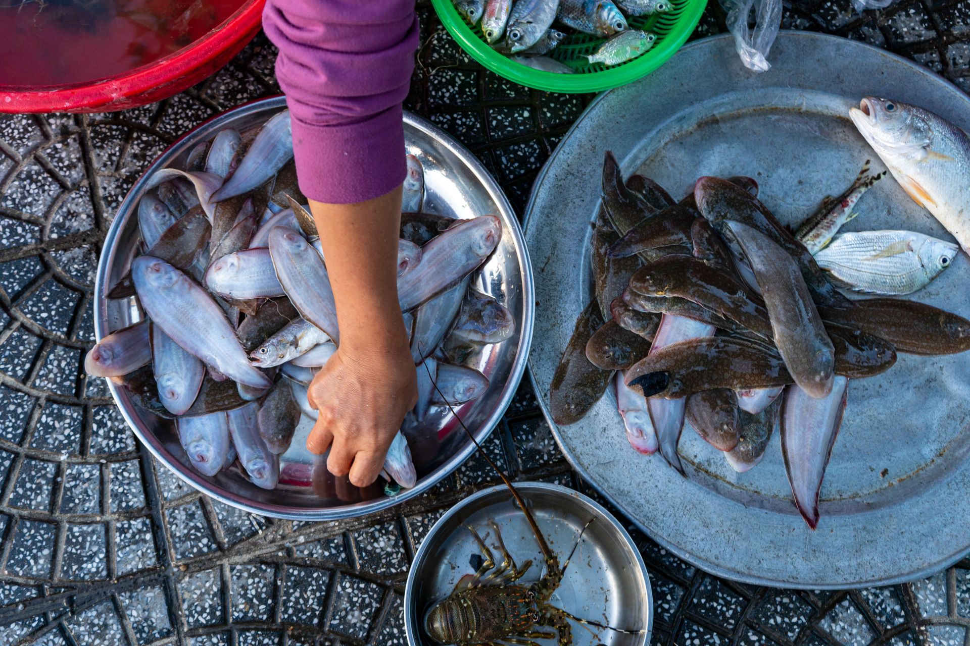 Colorful fish display at a market with a vendor's hand arranging them.