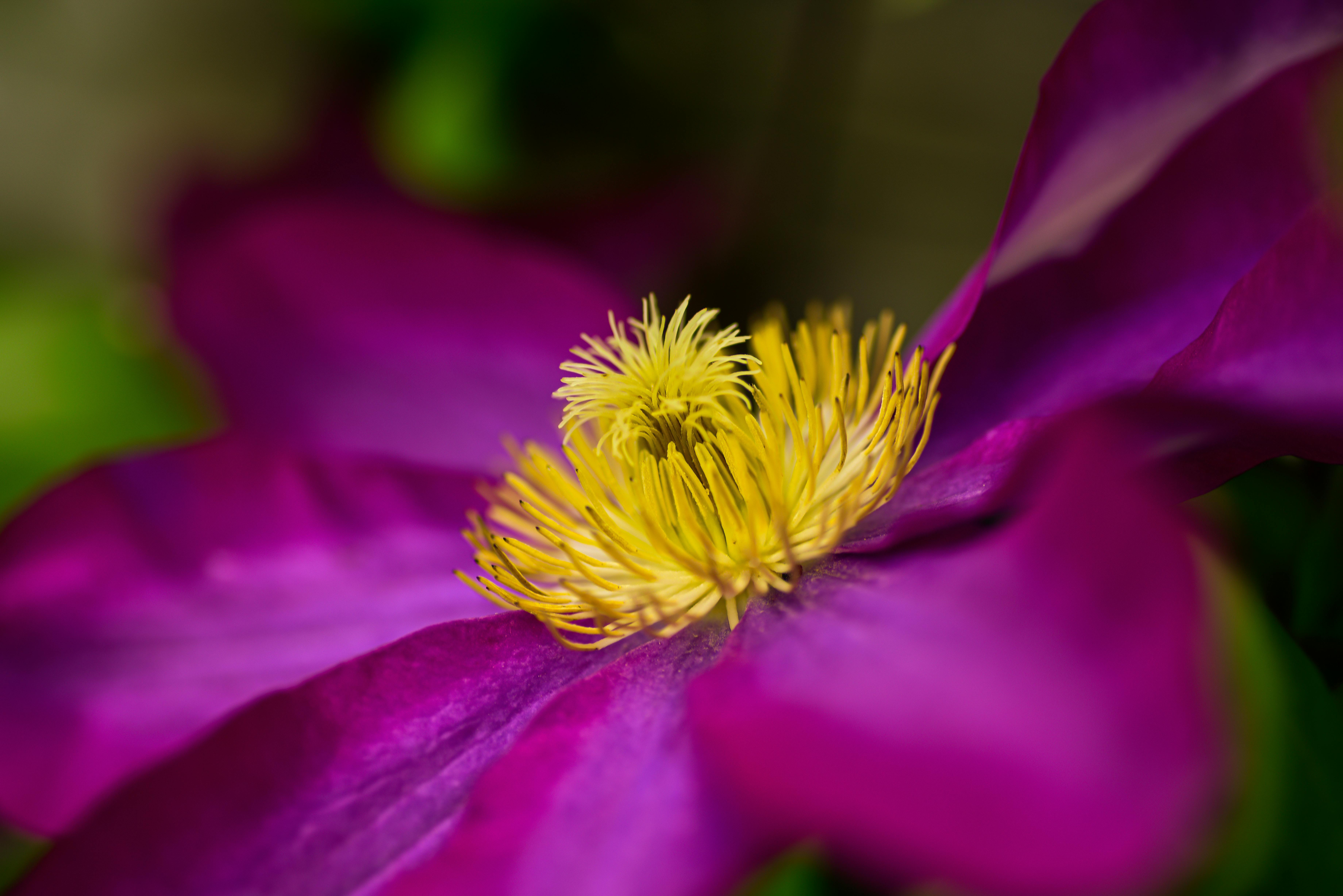 [ColoSach]-close-up-of-a-vibrant-purple-flower-with-yellow-stamens,-showcasing-intricate-botanical-details.
