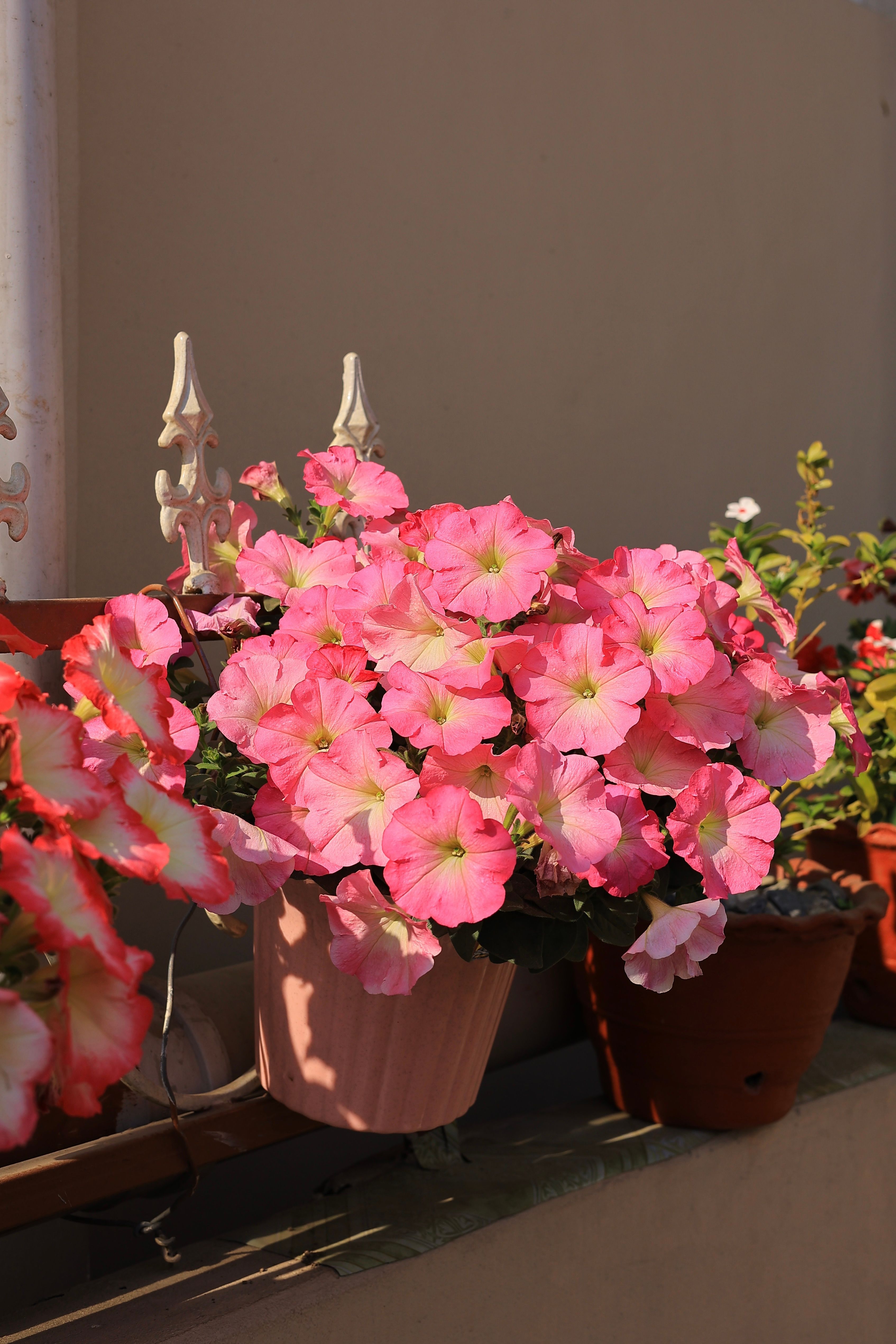 Petunia 'Wave'