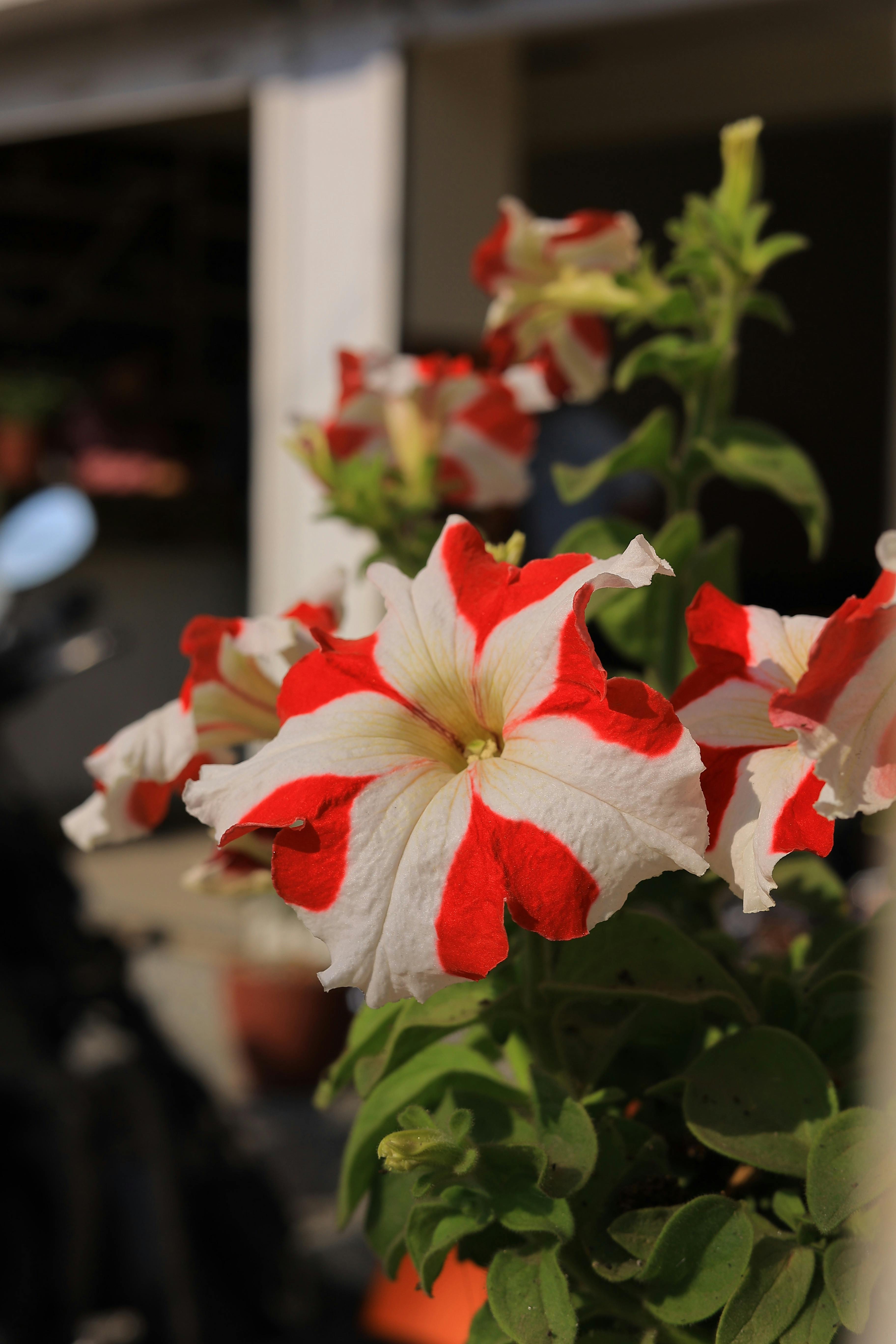 [ColoSach]-bright-red-and-white-petunia-flowers-bloom-in-the-sun,-showcasing-vivid-colors-and-natural-beauty.