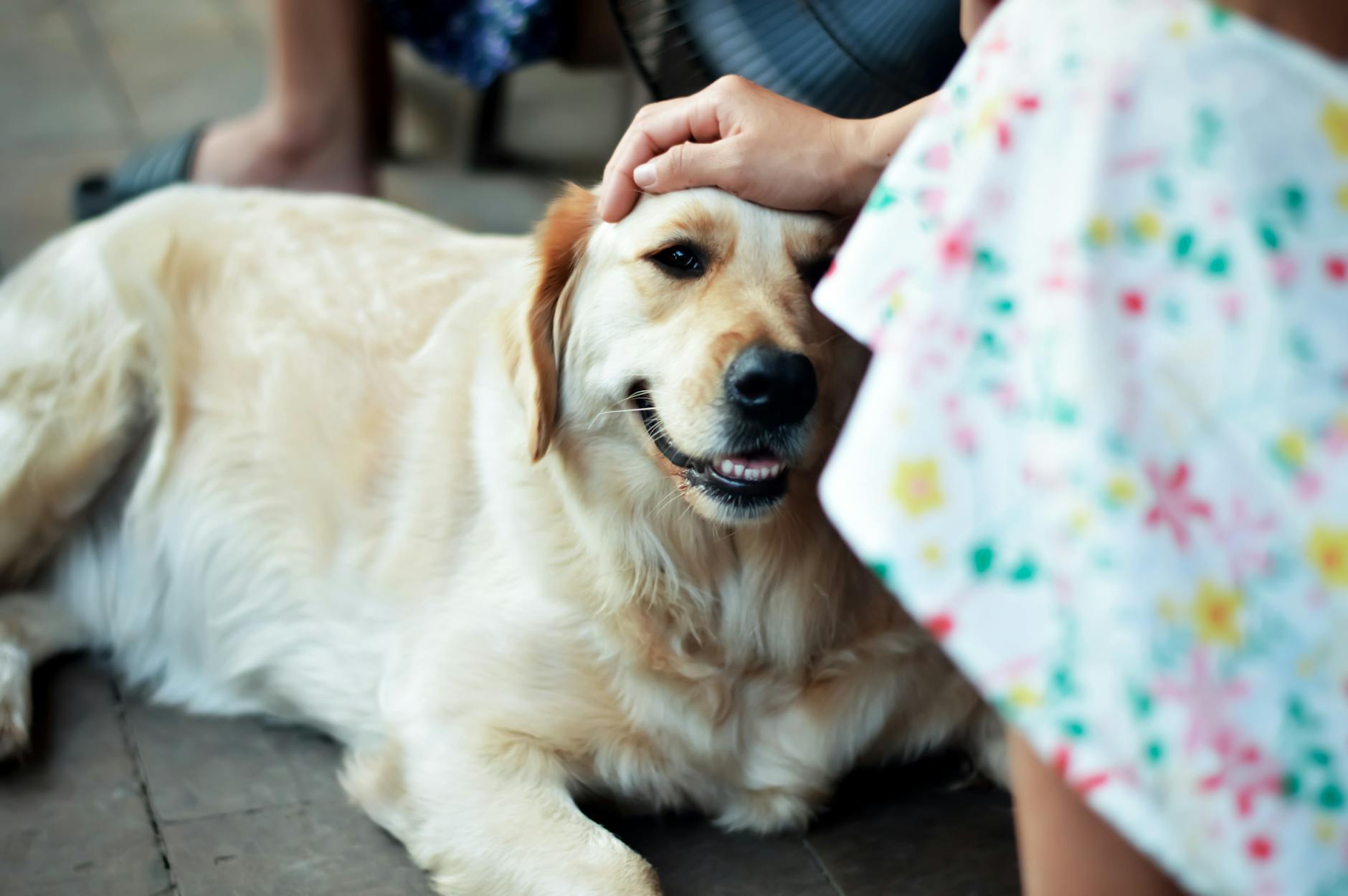 A happy golden retriever being gently petted by an adult, showcasing human-animal bonding.