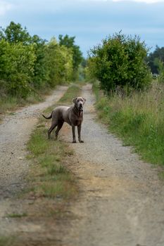 A Weimaraner stands confidently on a country path surrounded by lush greenery.