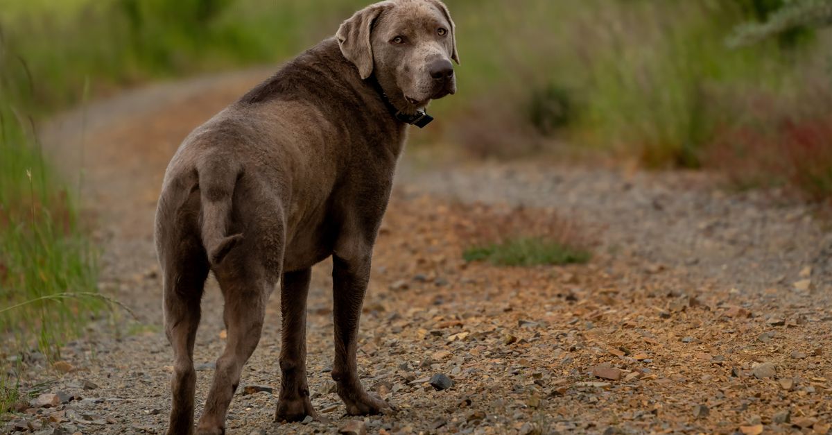 Pitbull Mix with Labrador Retriever Pitbull mix with labrador retriever look: a Labrador mix dog standing on a gravel trail
