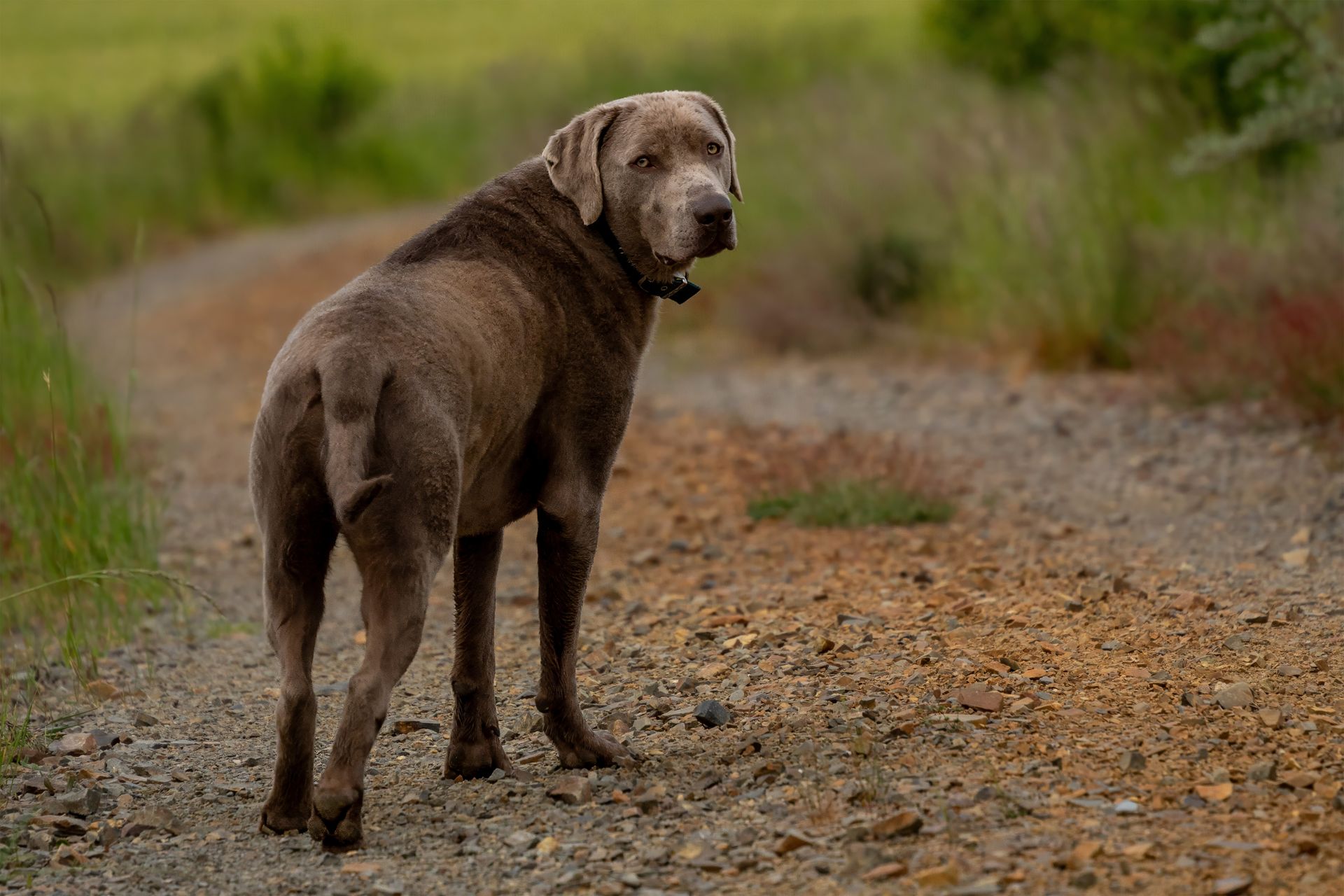 A Labrador mix stands on a scenic gravel path, exuding friendliness and companionship.