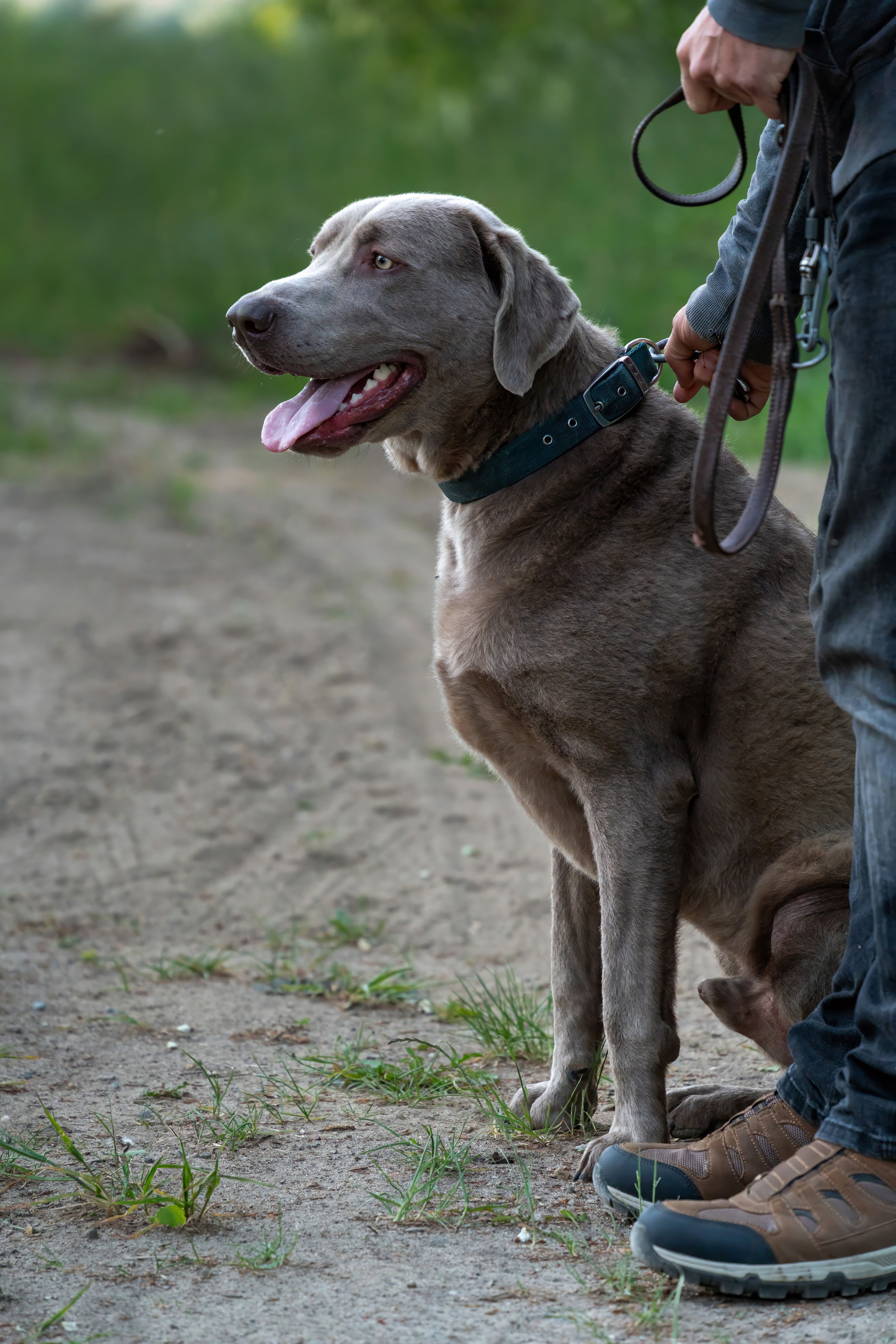 Adult dog on a leash during a calm outdoor walk