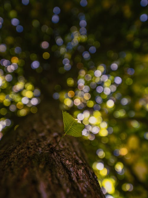 Immagine gratuita di 14-24mm, albero, autunno