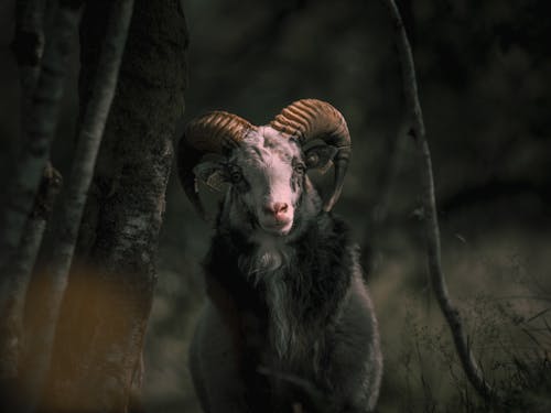 Free Goat With Big Horn  Stock Photo