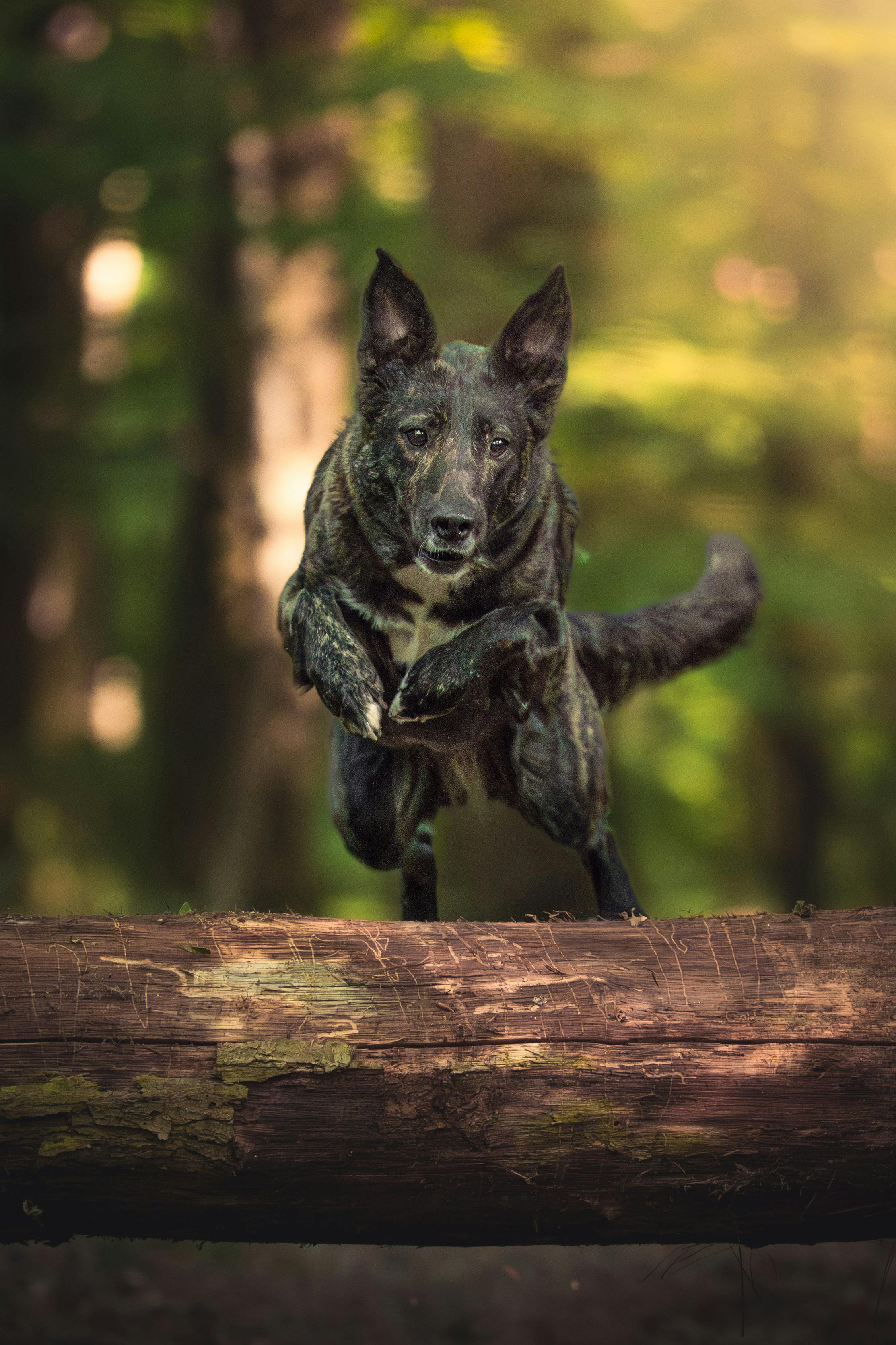 Federation dog care moment for retriever breeds with calm training focus