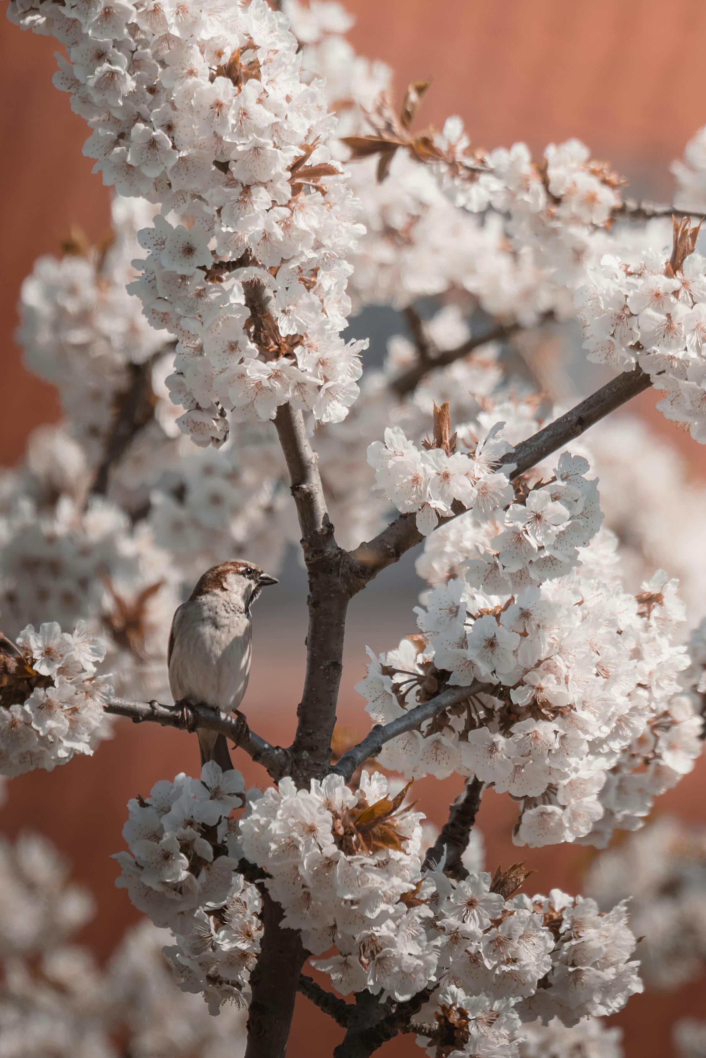 Charming sparrow perched among soft cherry blossoms in spring, capturing nature's beauty and tranquility.