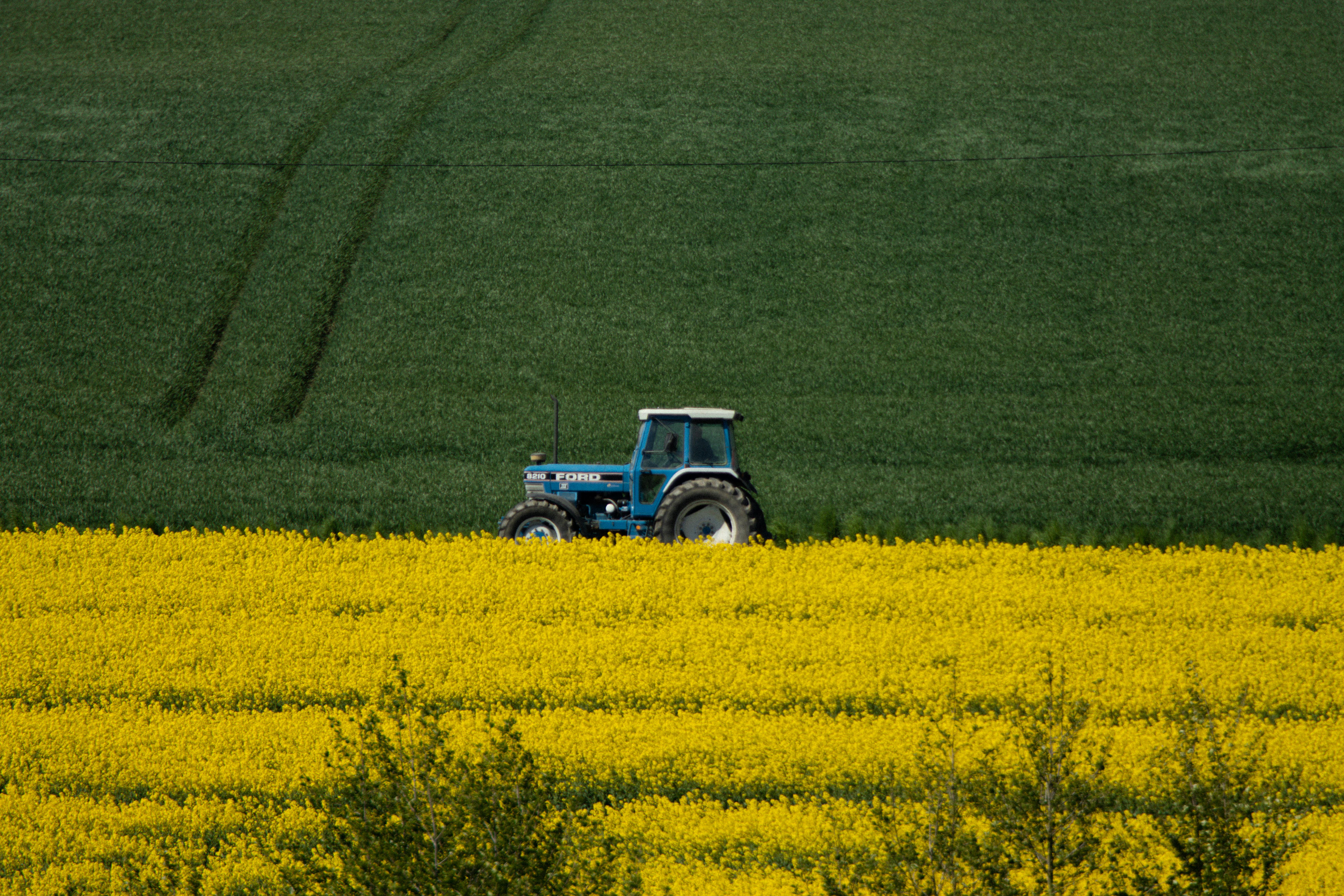 A blue tractor working through a vibrant yellow canola field.