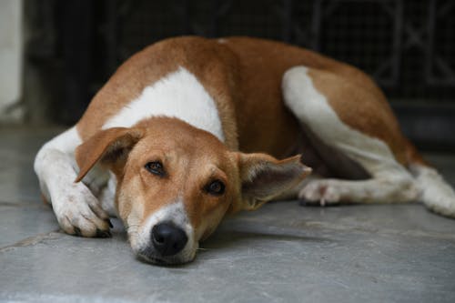 Fotos de stock gratuitas de cándido, fondo de pantalla, perro