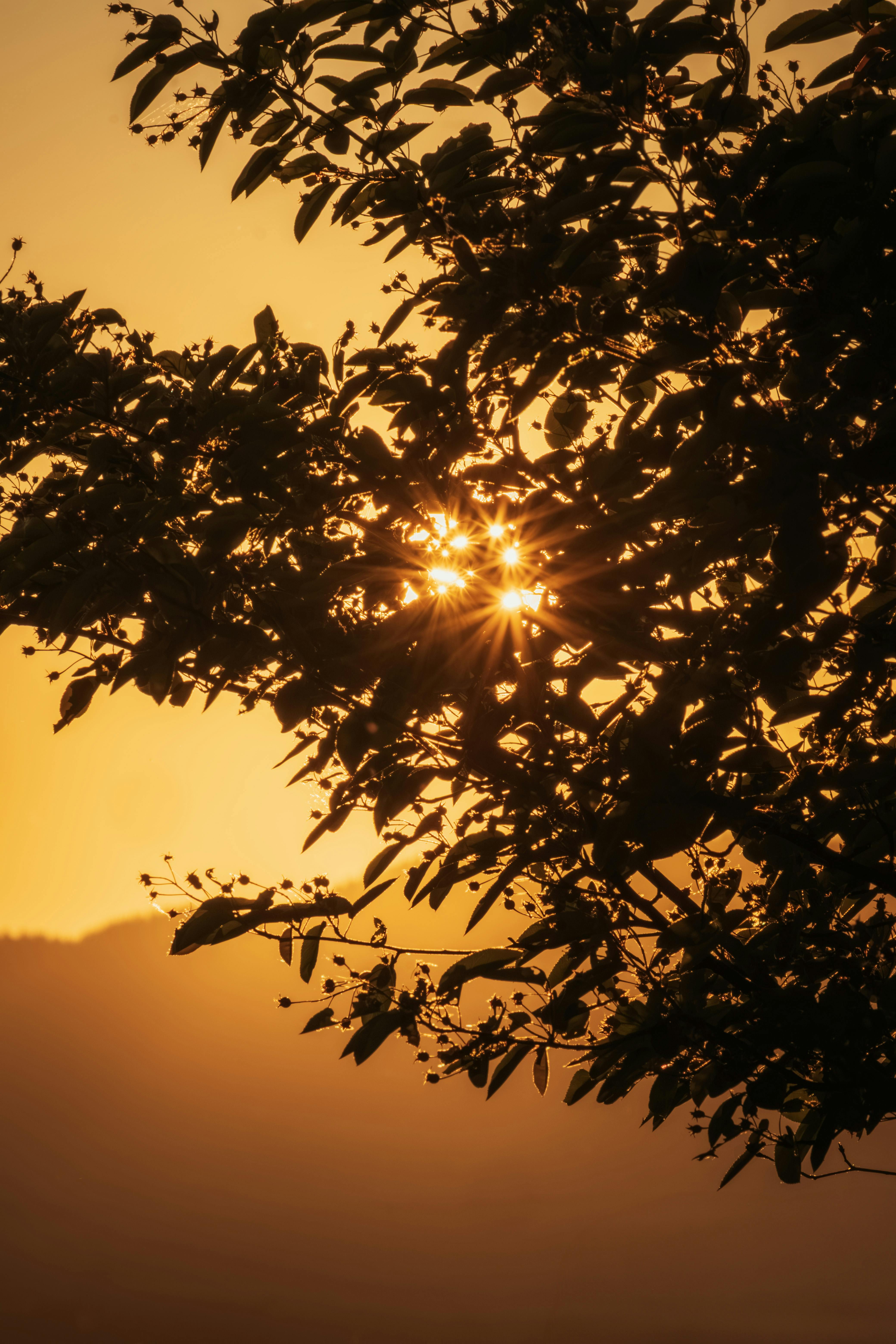 Captivating view of the sunset with sunbeams filtering through tree branches in Baden-Württemberg, Germany.