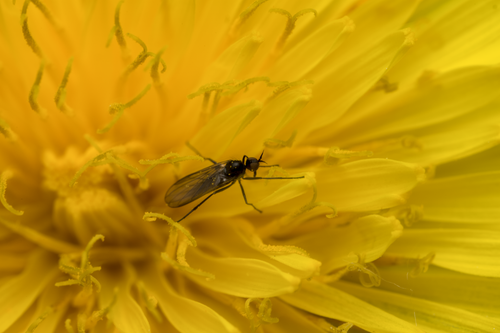 Free Lanzenfliege (Lonchoptera lutea) Stock Photo