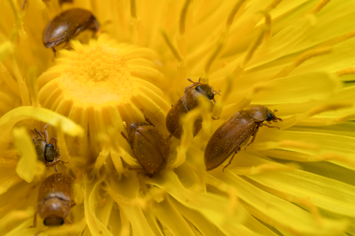 Free Close-up image of beetles on a vibrant yellow dandelion, showcasing detailed insect interaction. Stock Photo