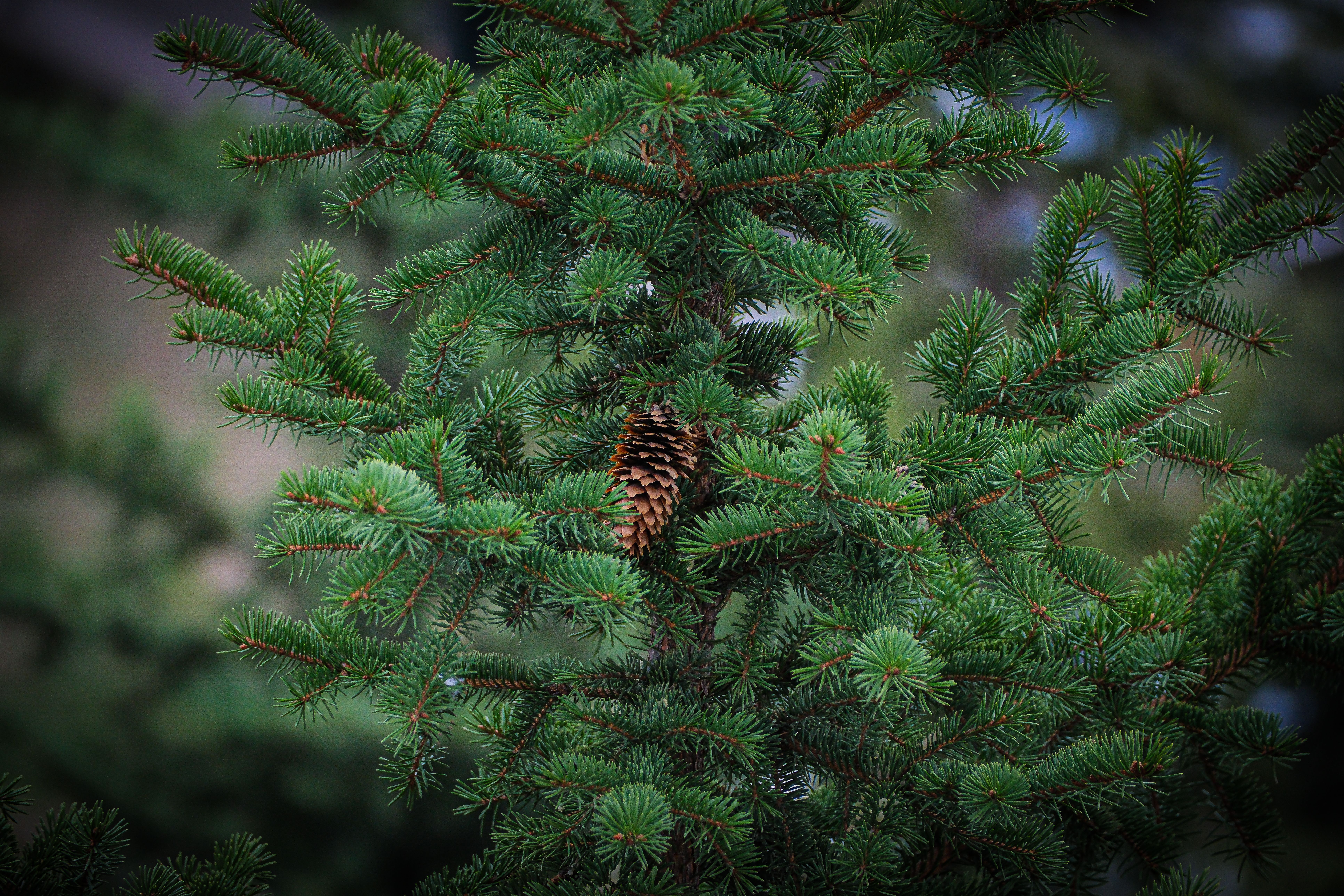 Pine branch with cone in forest setting, Togo