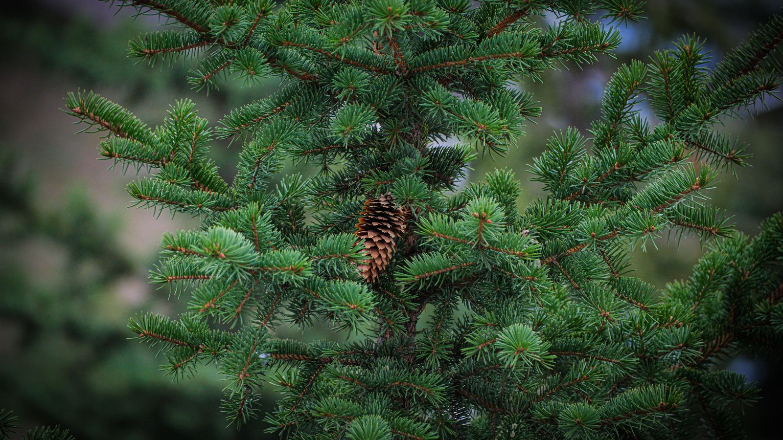 Pine branch with cone in forest setting, Togo