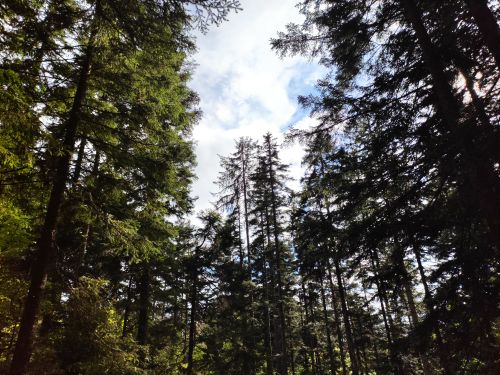 Free Discover the serene beauty of a dense pine forest with sunlight streaming through in Bosnia. Stock Photo