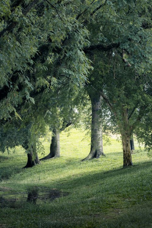 Free Serene landscape of lush green trees casting shadows on a sunny day in a Rio Grande do Sul park. Stock Photo