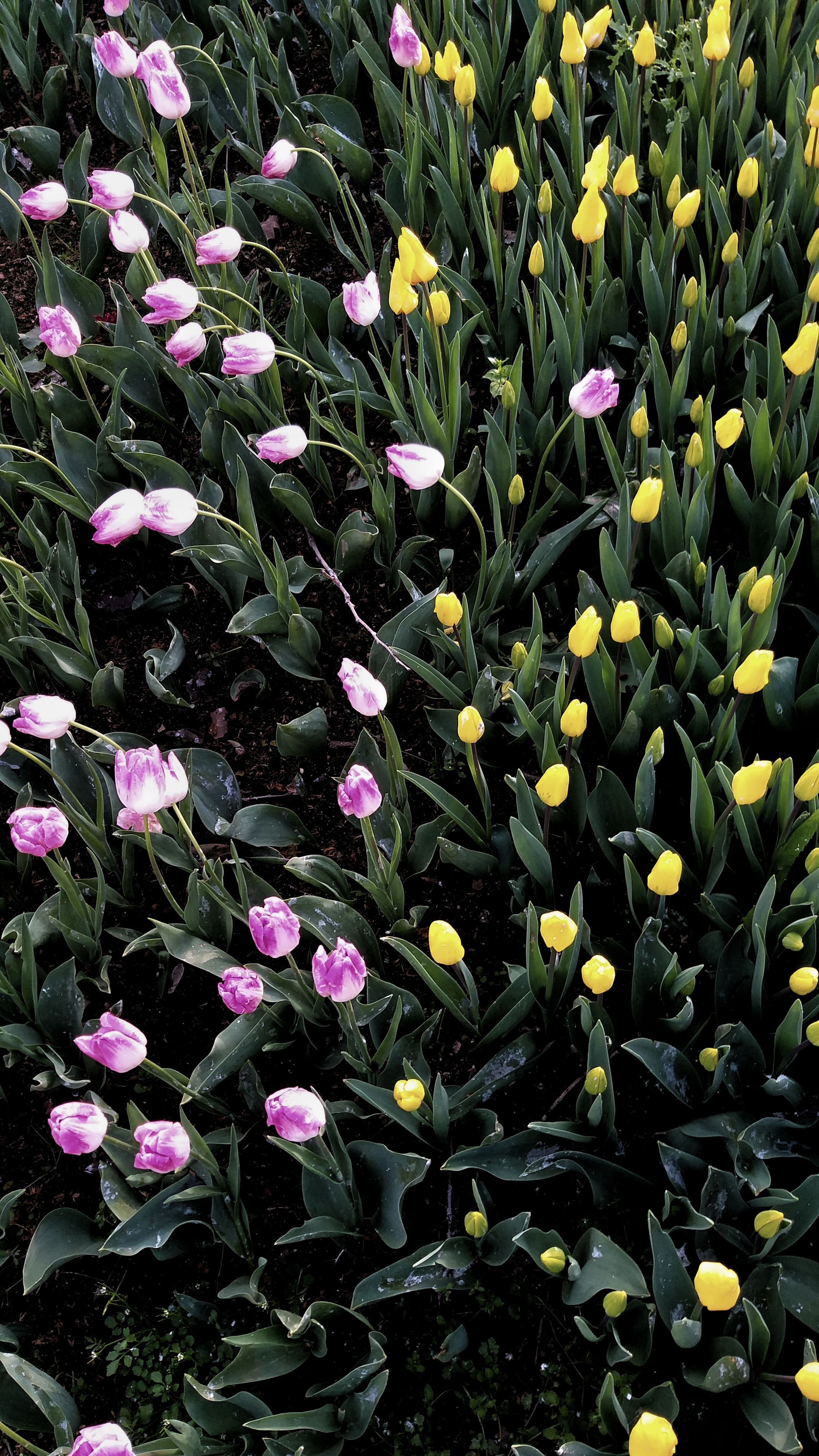 Vibrant Garden with Yellow and Pink Tulips · Free Stock Photo