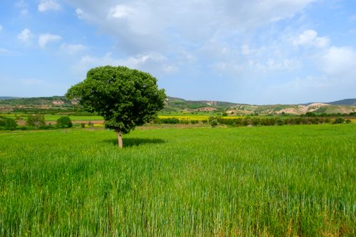 Free A single tree stands in a vibrant green field with distant hills and a blue sky overhead. Stock Photo