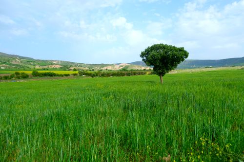 Free Vibrant green field with a single tree, perfect for nature or landscape themes. Stock Photo