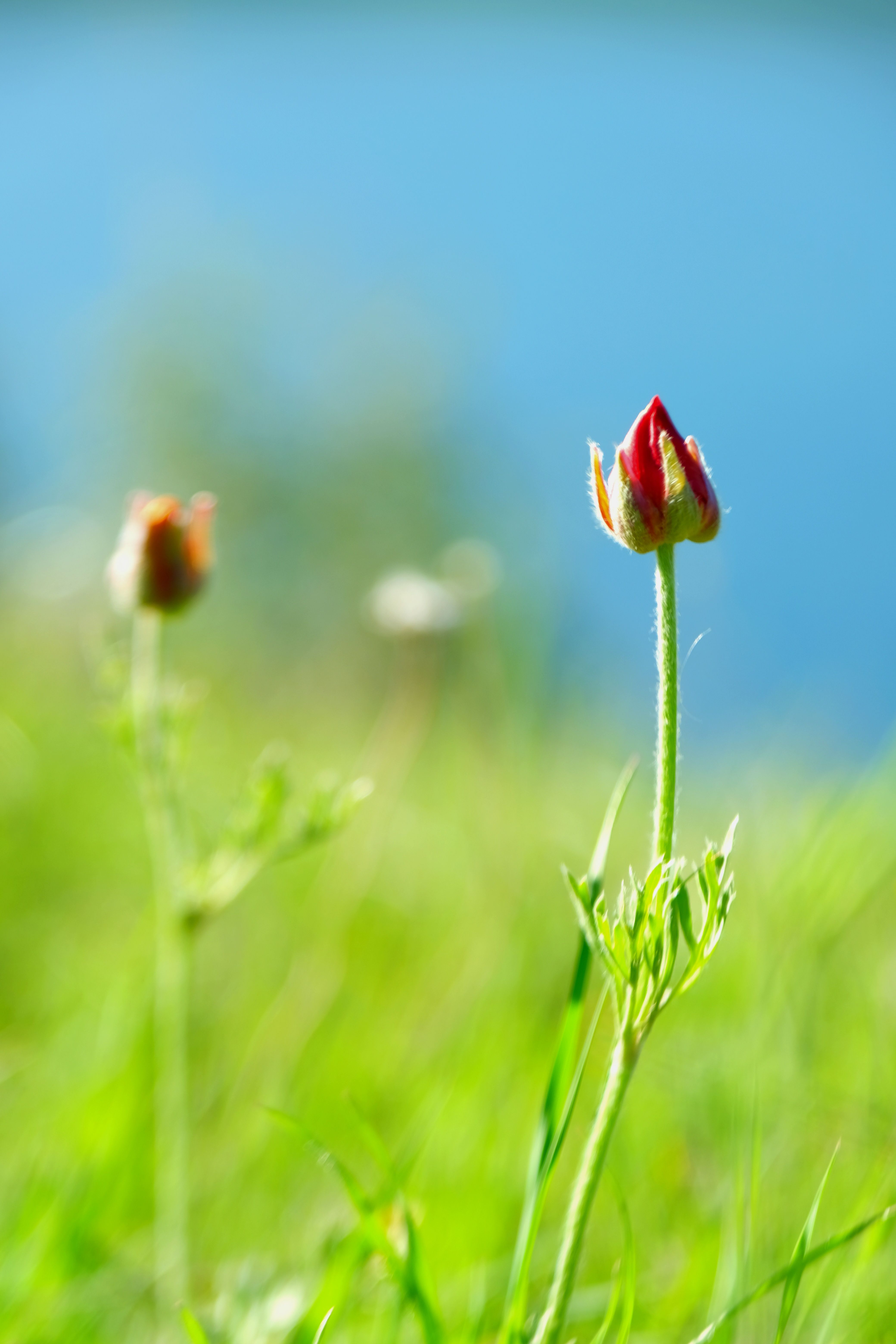 Vibrant Red Flower Bud in Natural Spring Setting · Free Stock Photo
