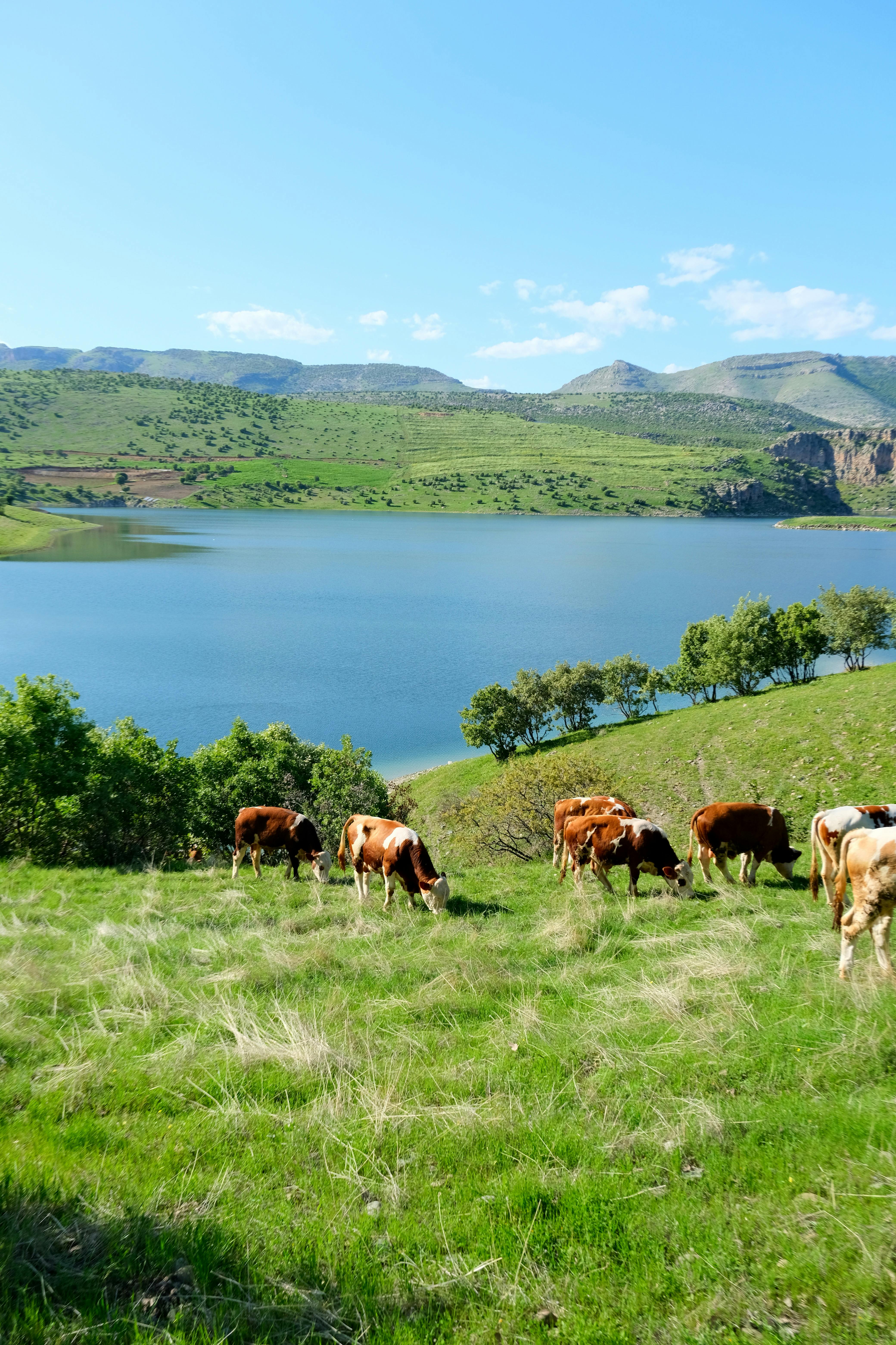 Xnxx Cow Ganteng Photos, Download The BEST Free Xnxx Cow Ganteng Stock