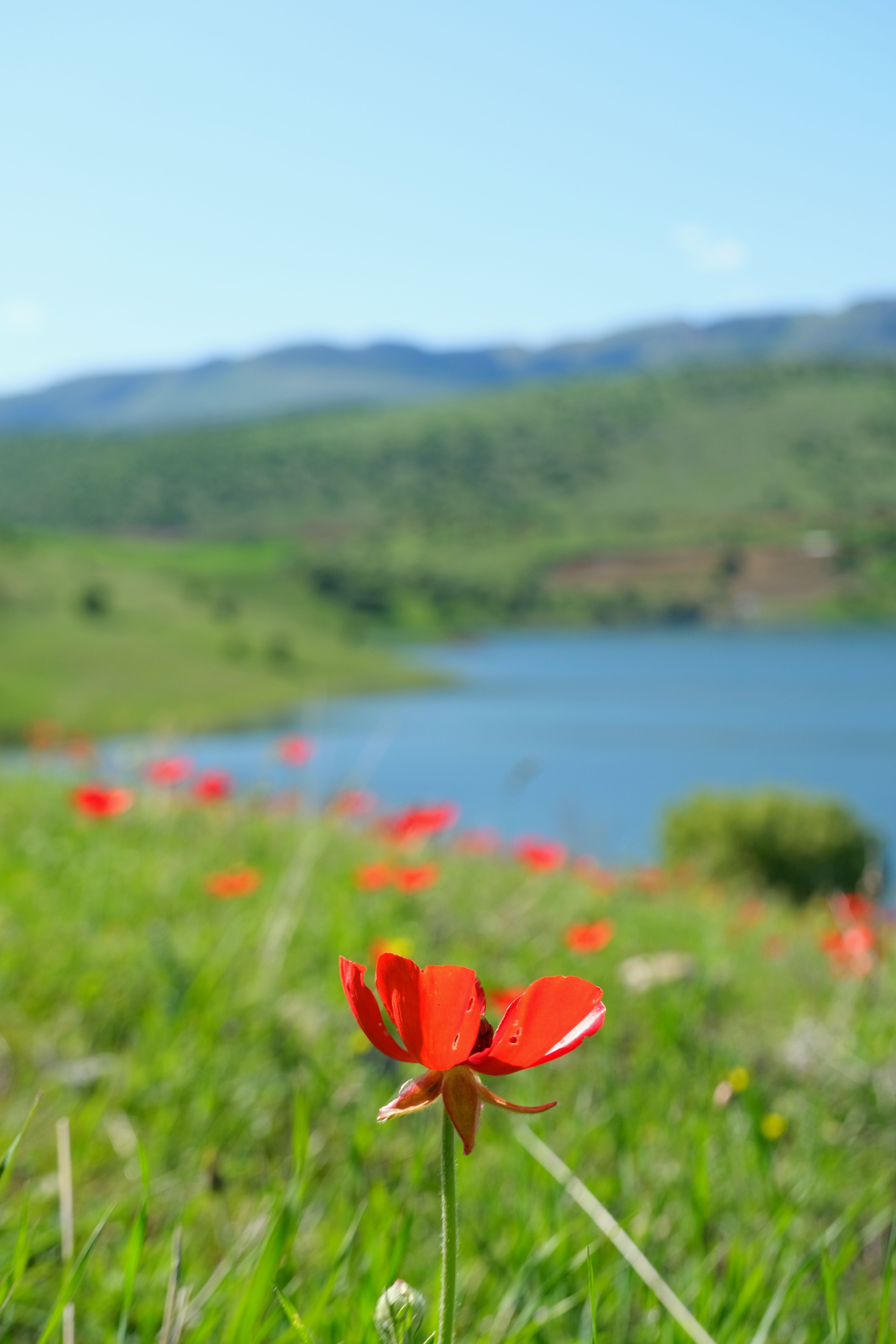 Close-up of a red poppy in a lush meadow by a tranquil lake under clear skies.