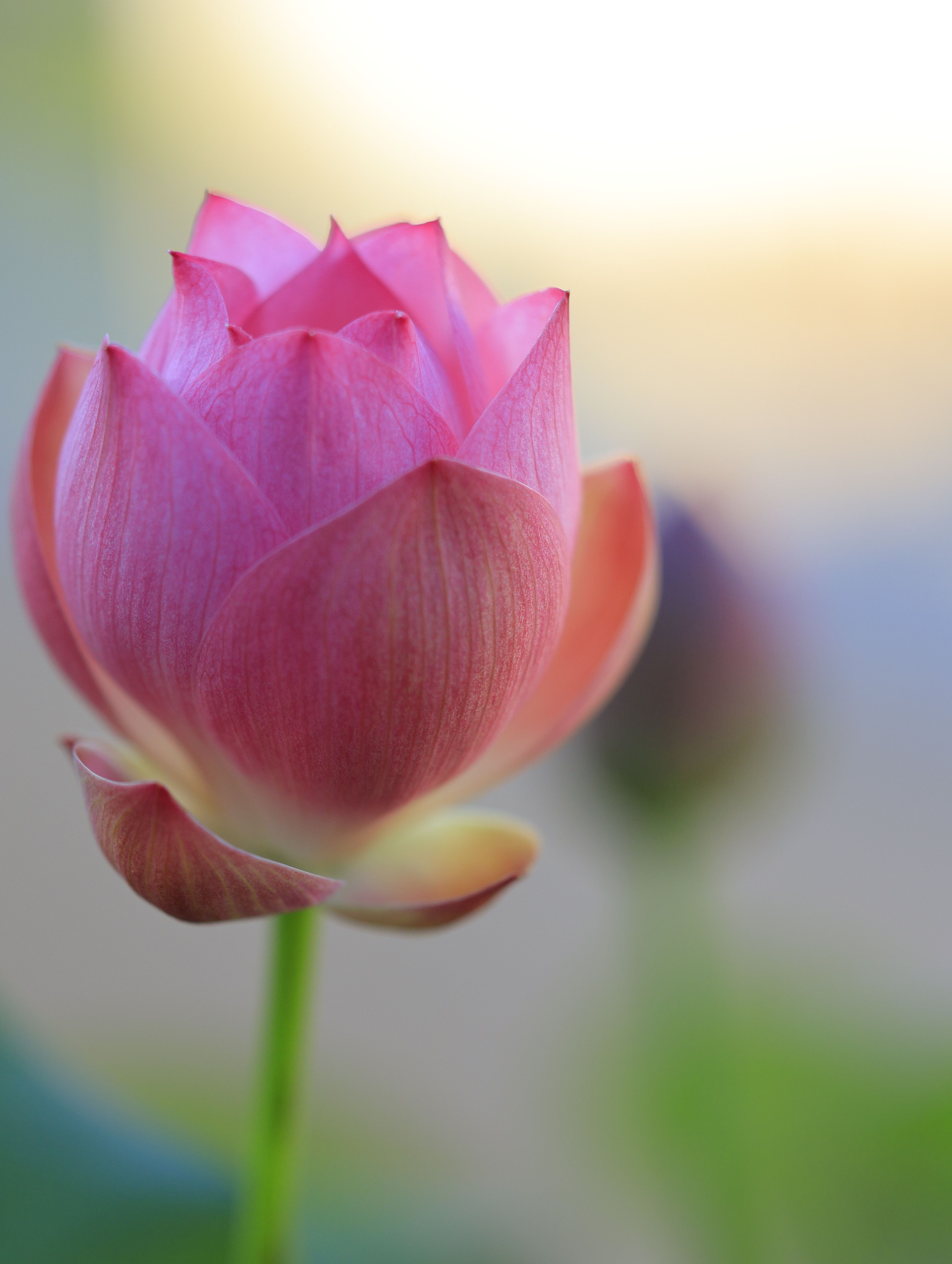 Lotus Backgrounds Photos, Download The BEST Free Lotus Backgrounds ...