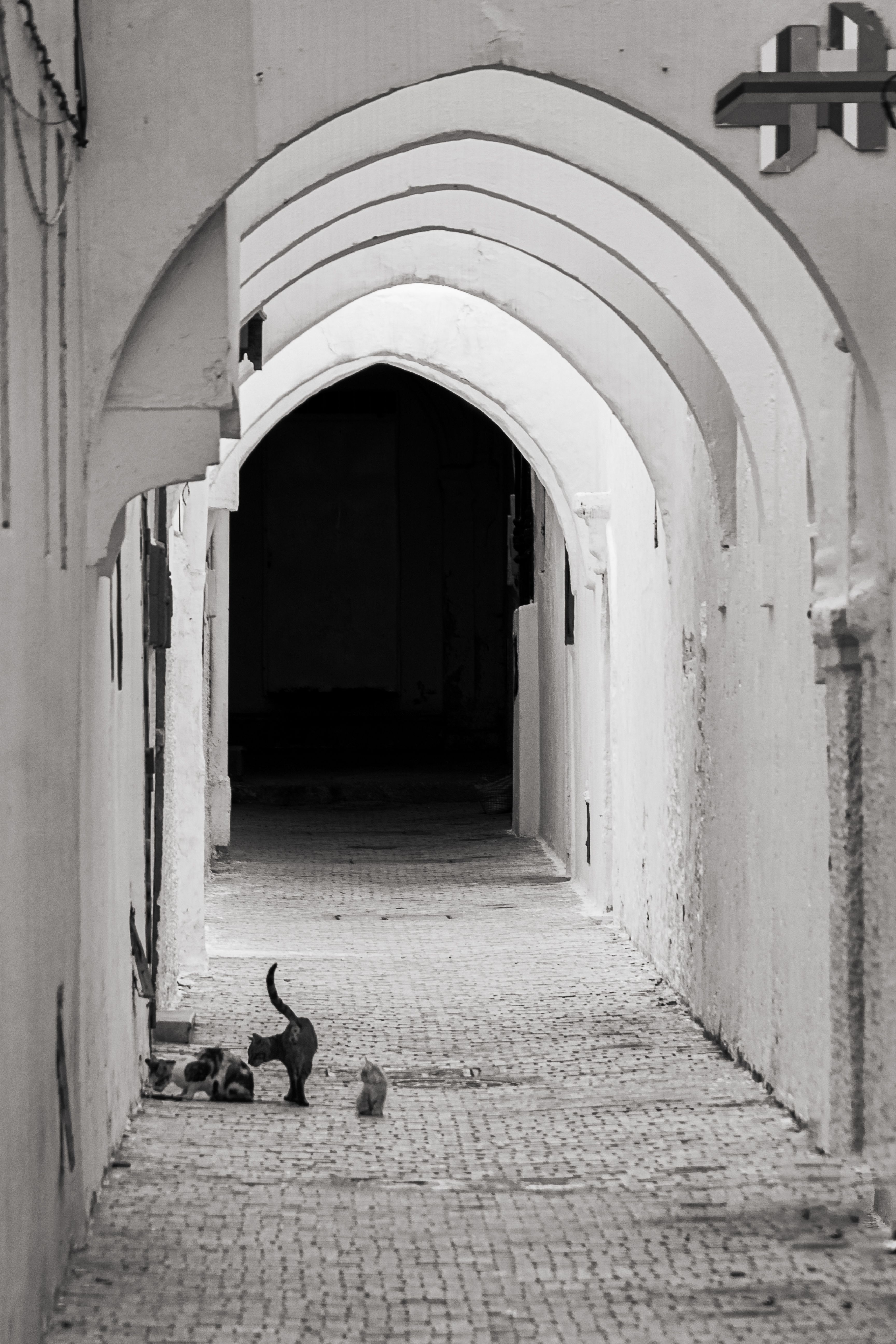 Black and white photo of an arched alleyway with cats in a serene setting.