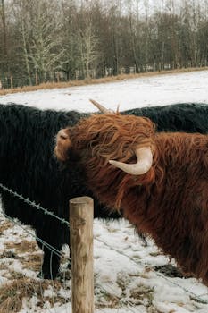 Scottish Highland cattle with long curved horns standing in a snowy field.